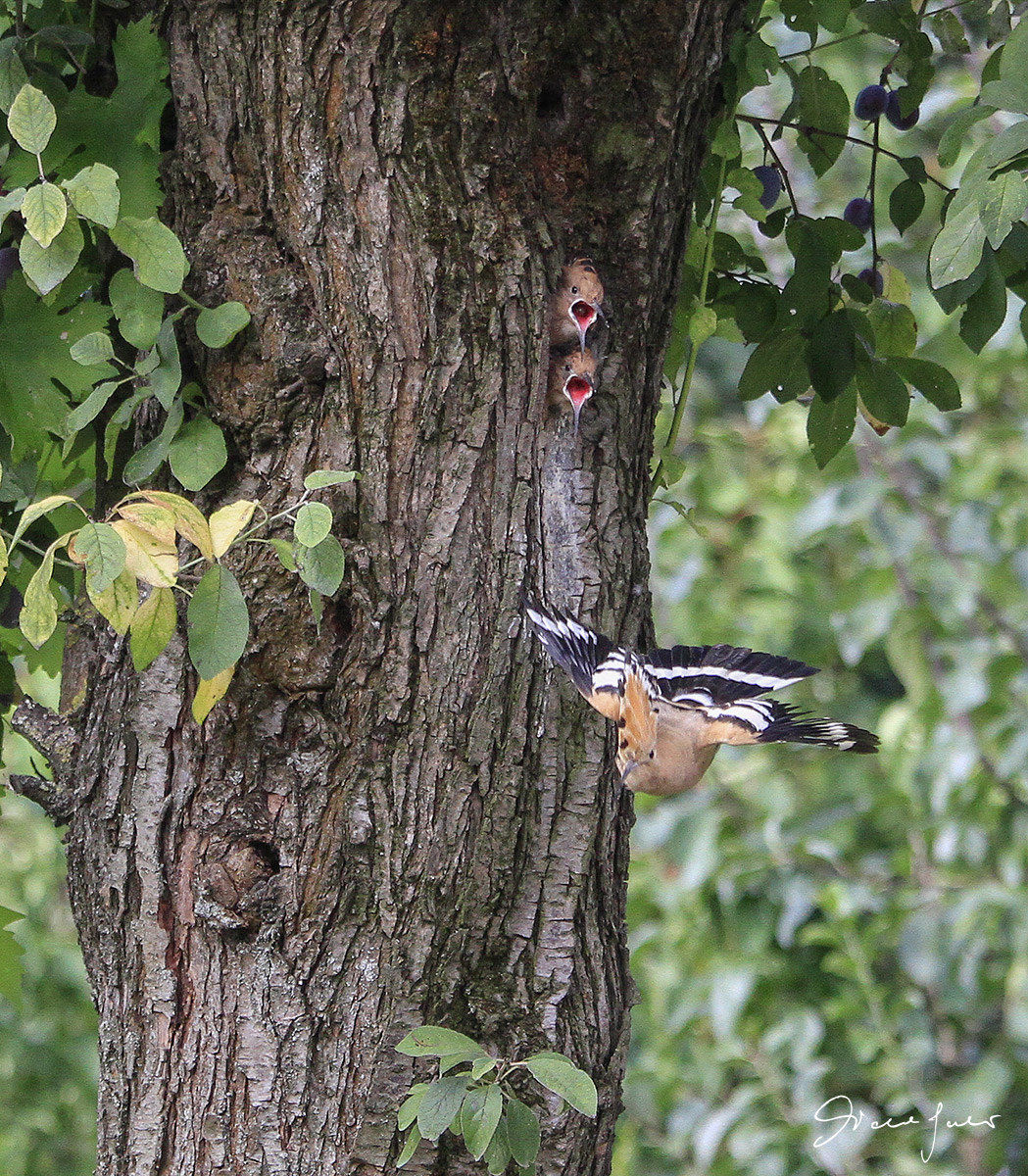 I raccomandooooo, back !!