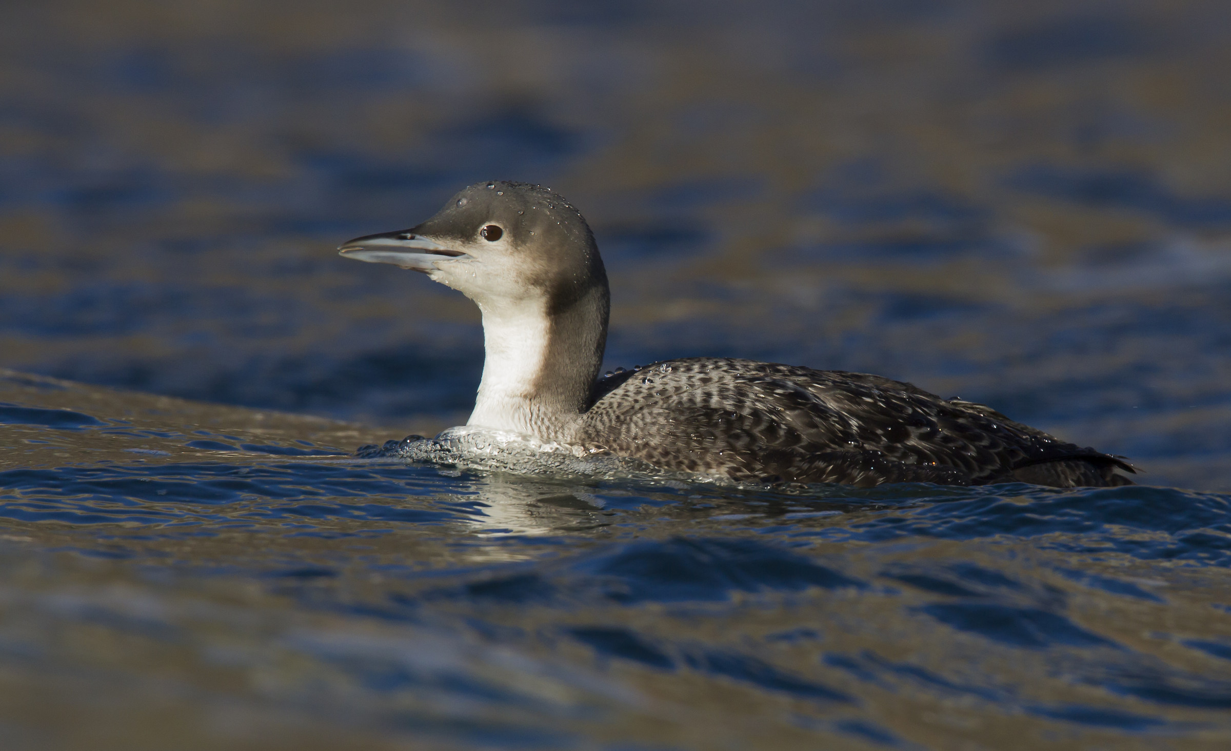 Pacific loon