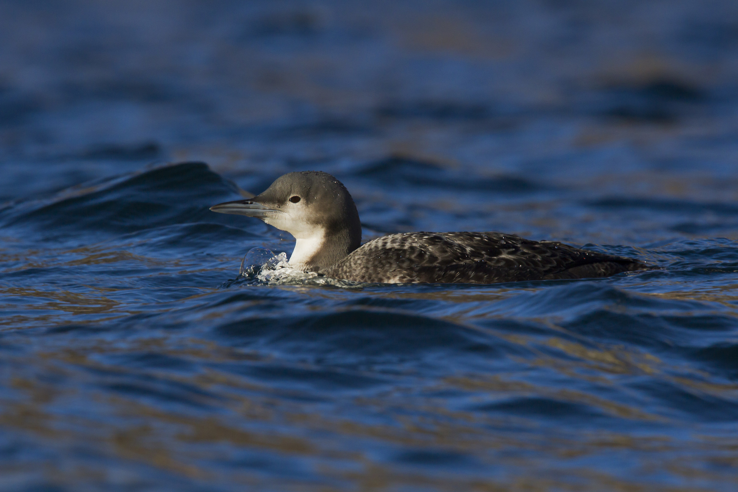 Pacific loon