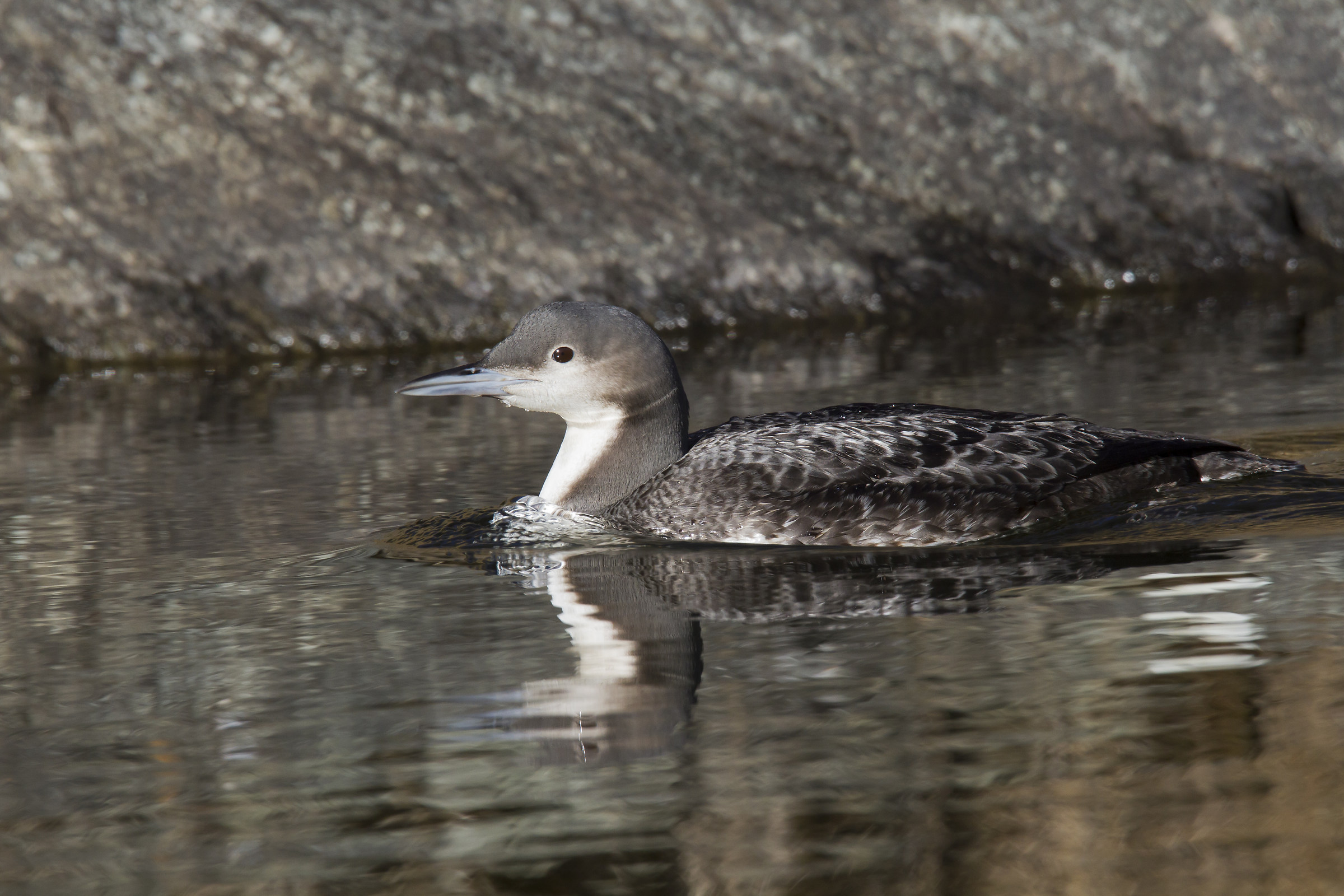 Pacific loon