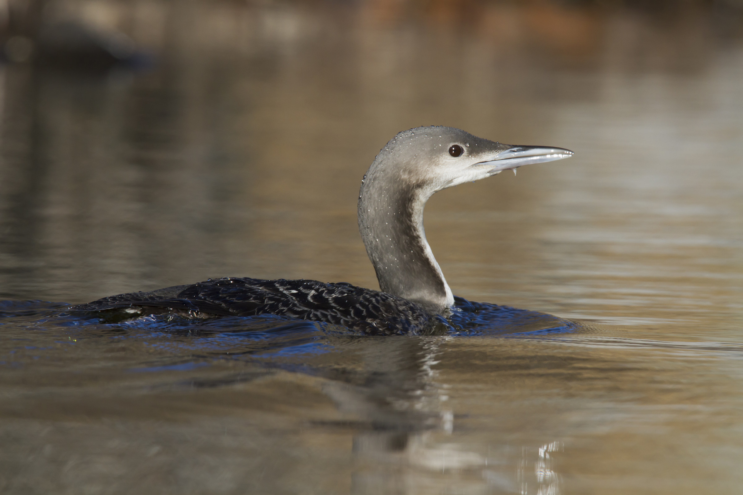 Pacific loon