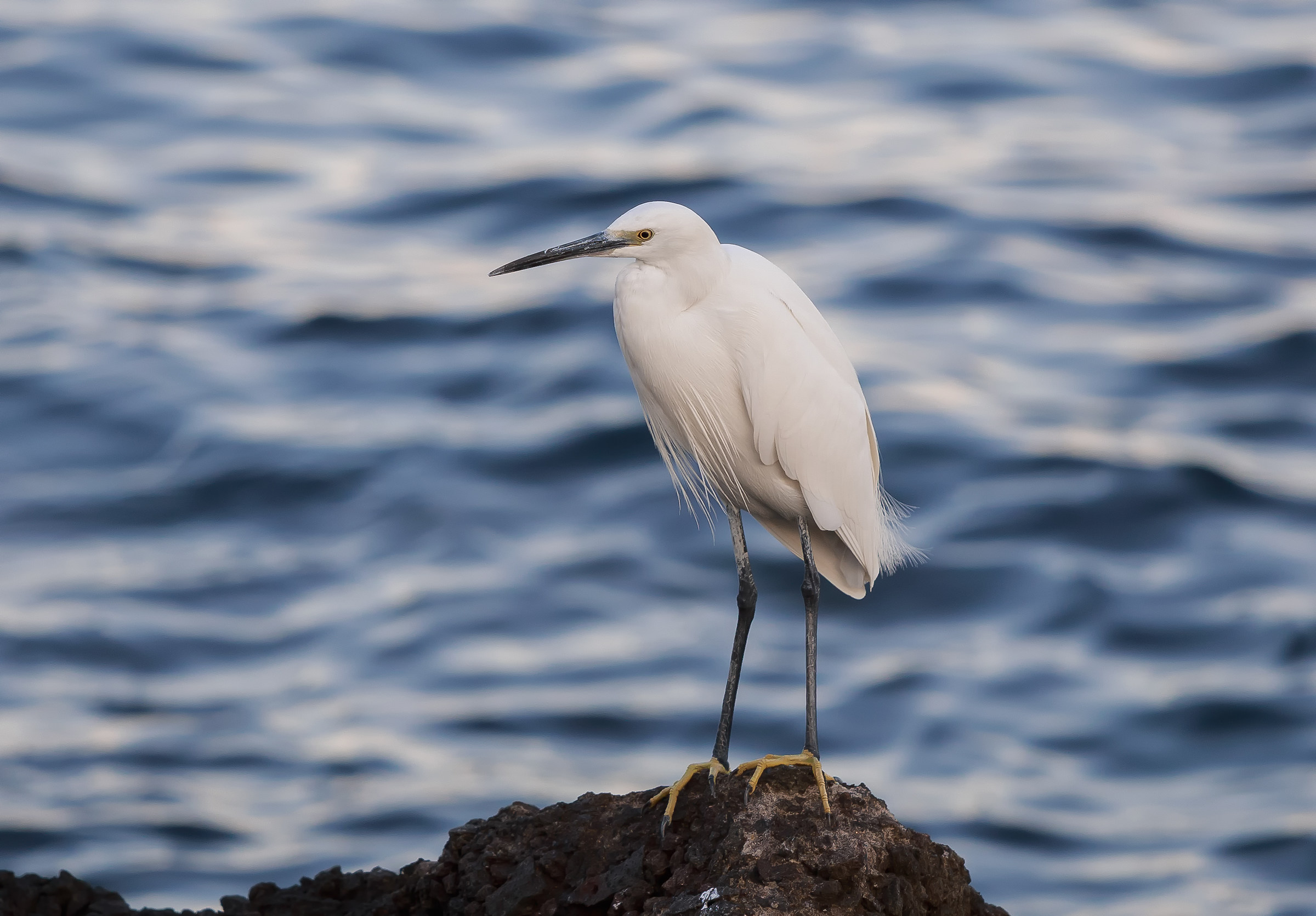Egret