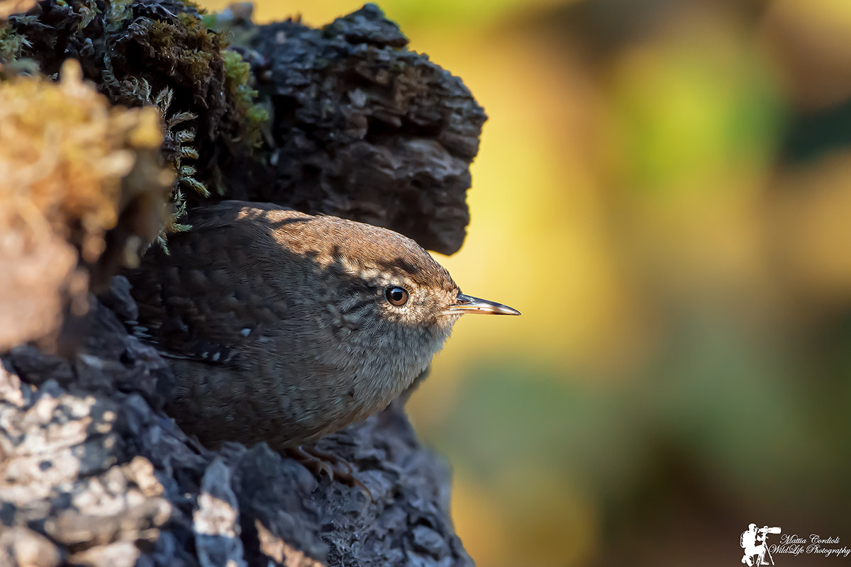 The hideout of the Wren