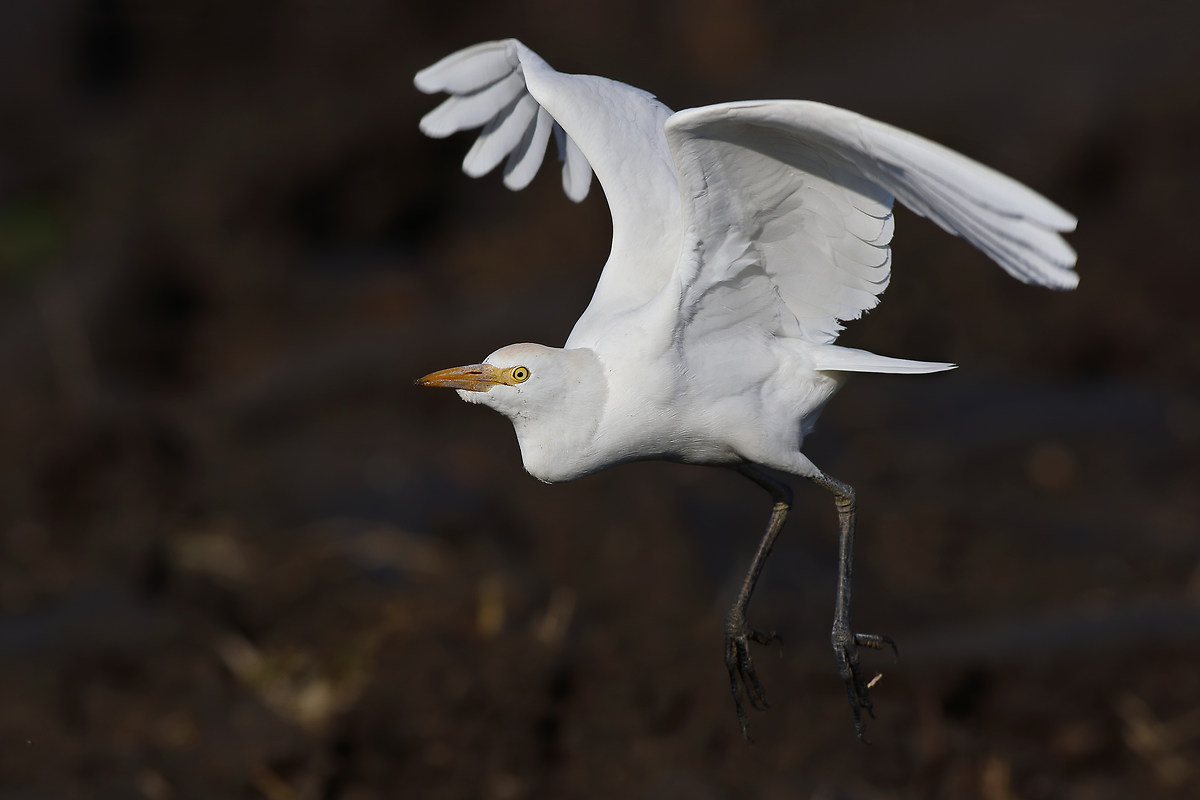 Acht! ... Fotografen