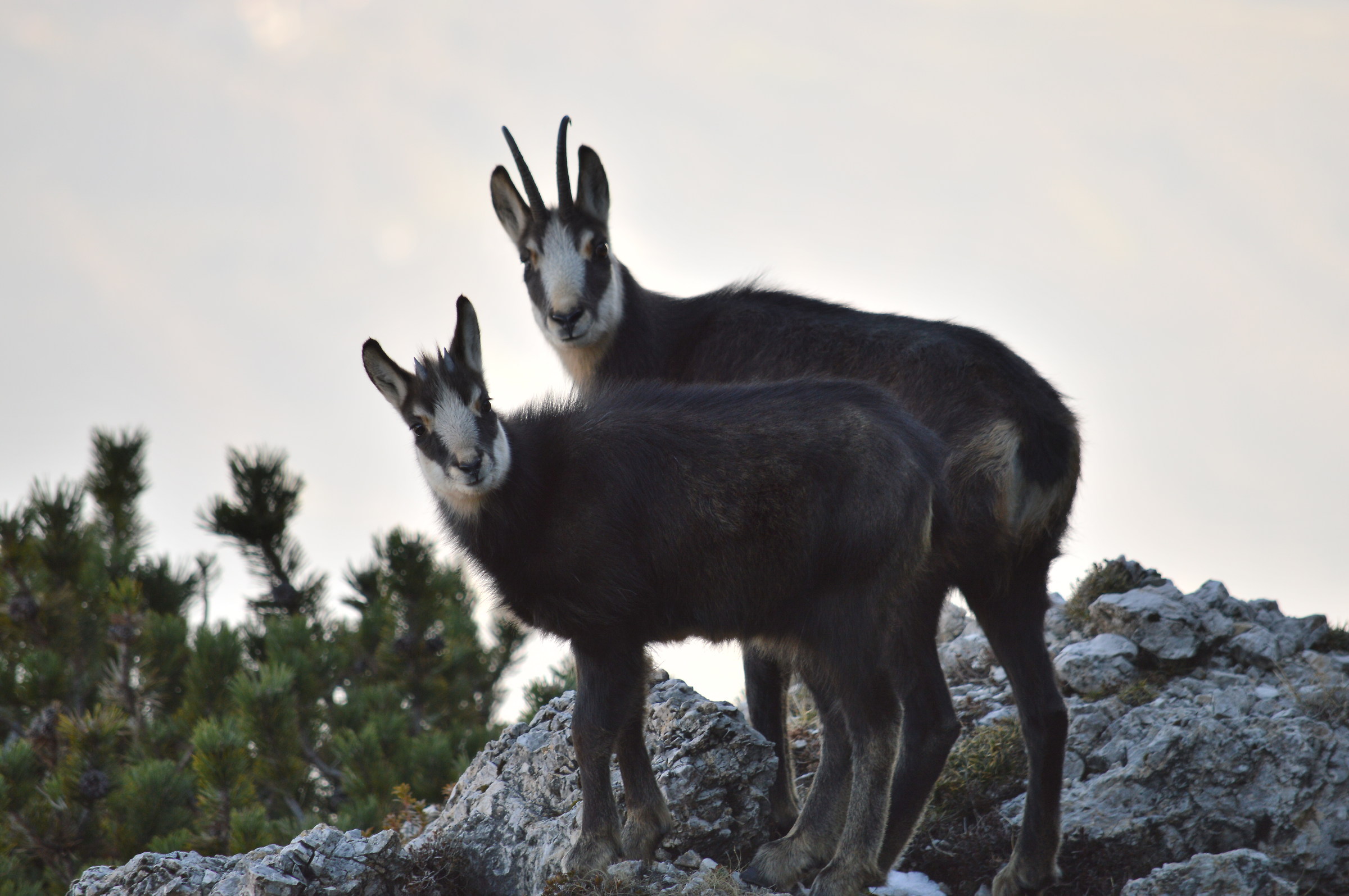 Mamma cosa vuole quello?