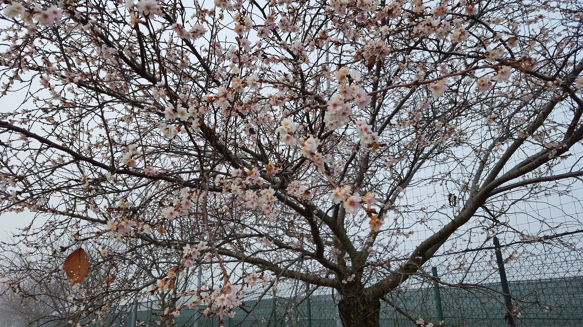 flowering winter on December 23