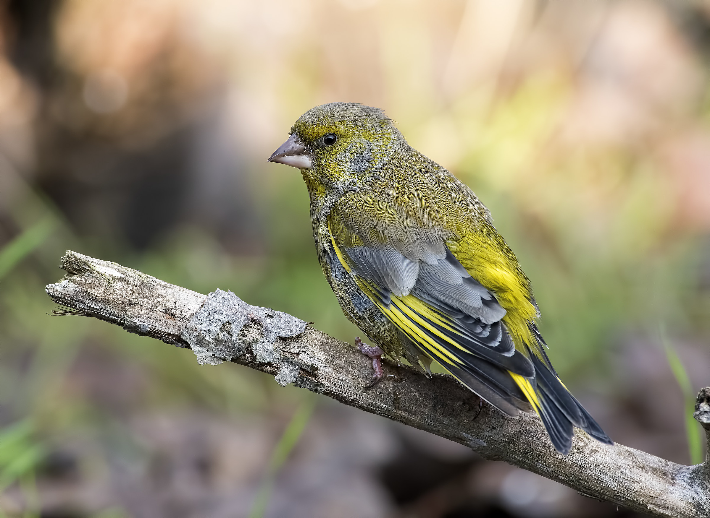 Verdone dopo il bagno!