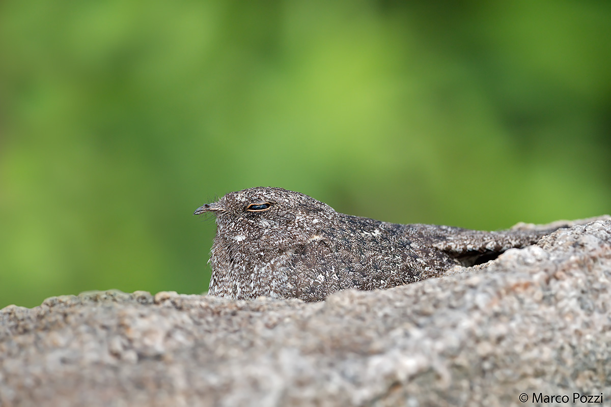 Nightjar