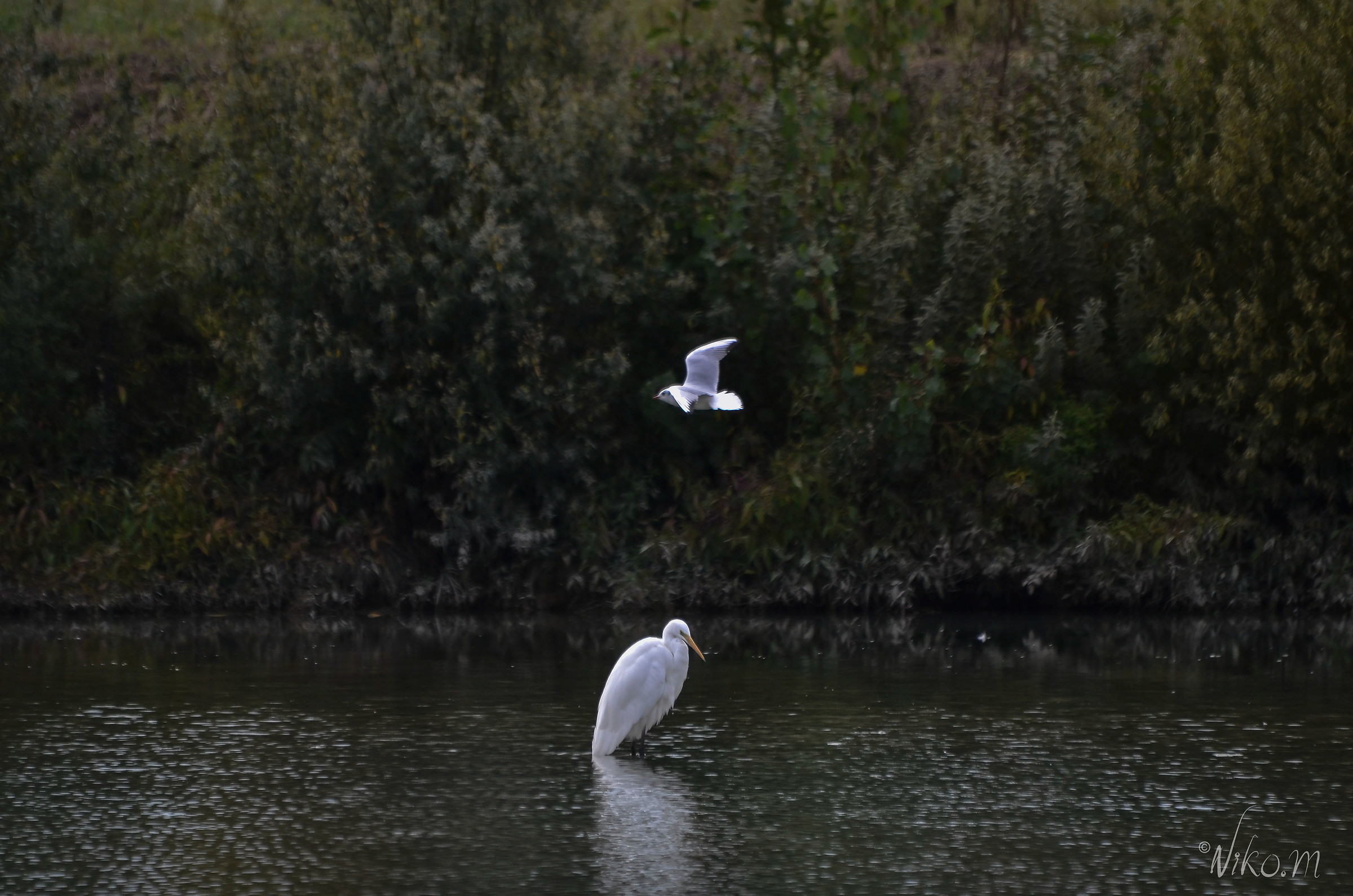 heron and seagull