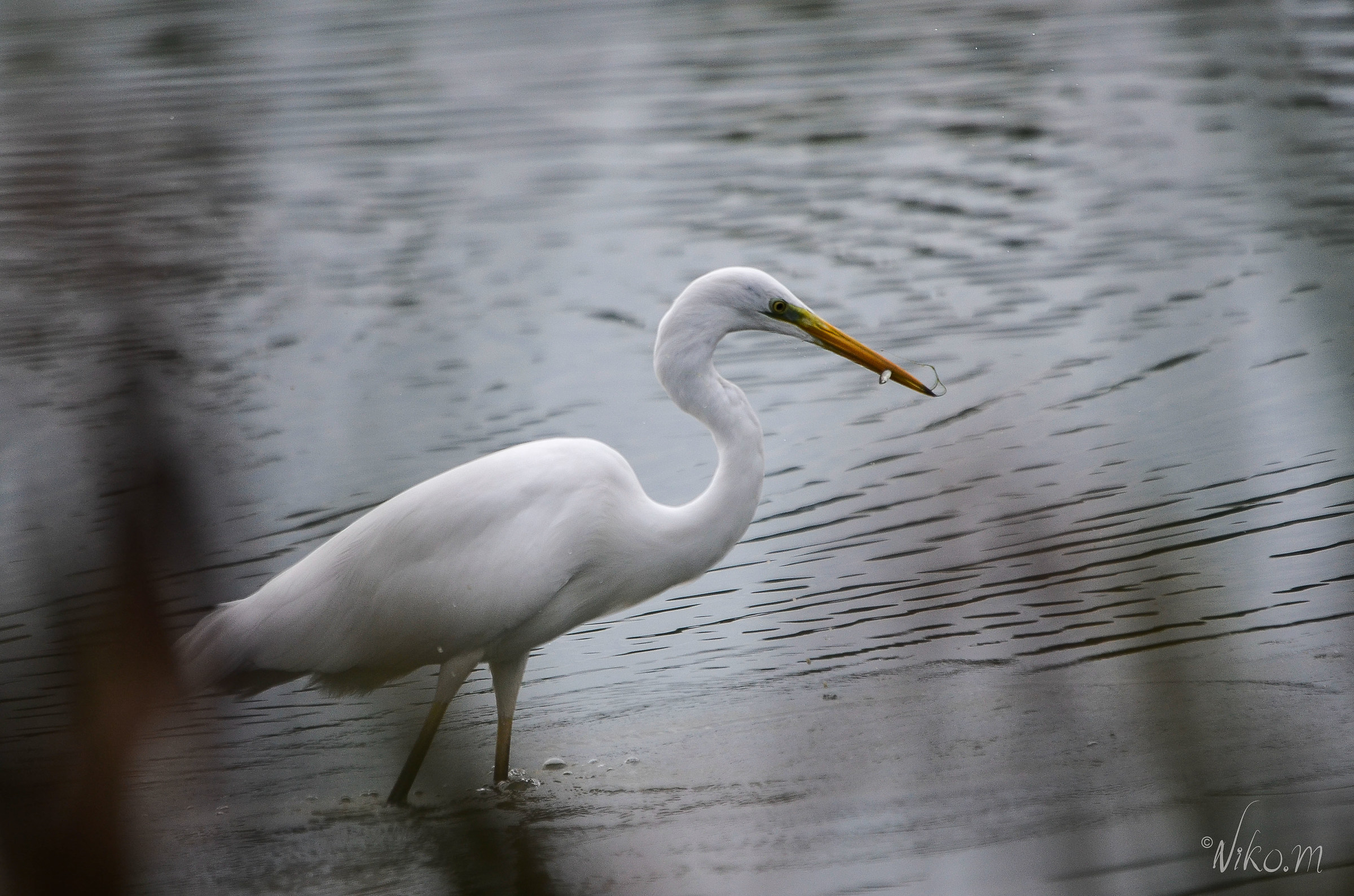white heron