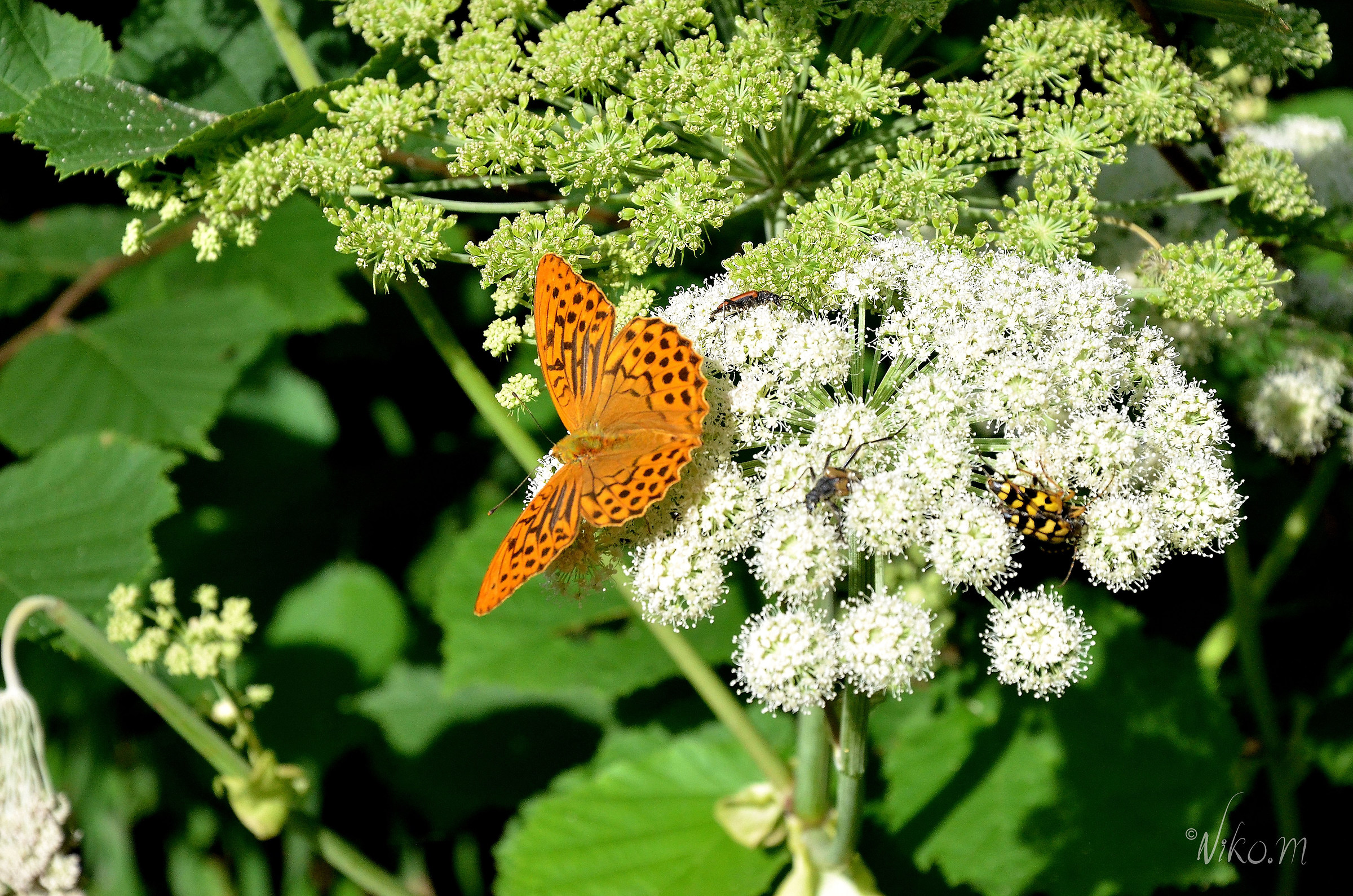 farfalla in compagnia