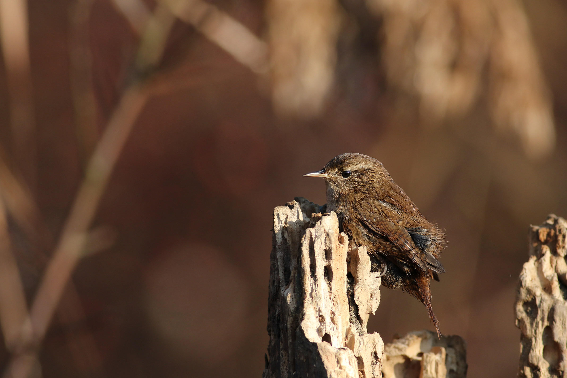 the little wren .......