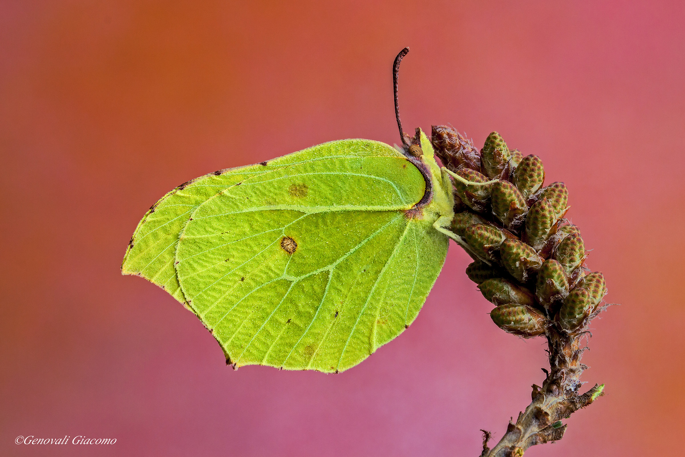 cedronella Christmas