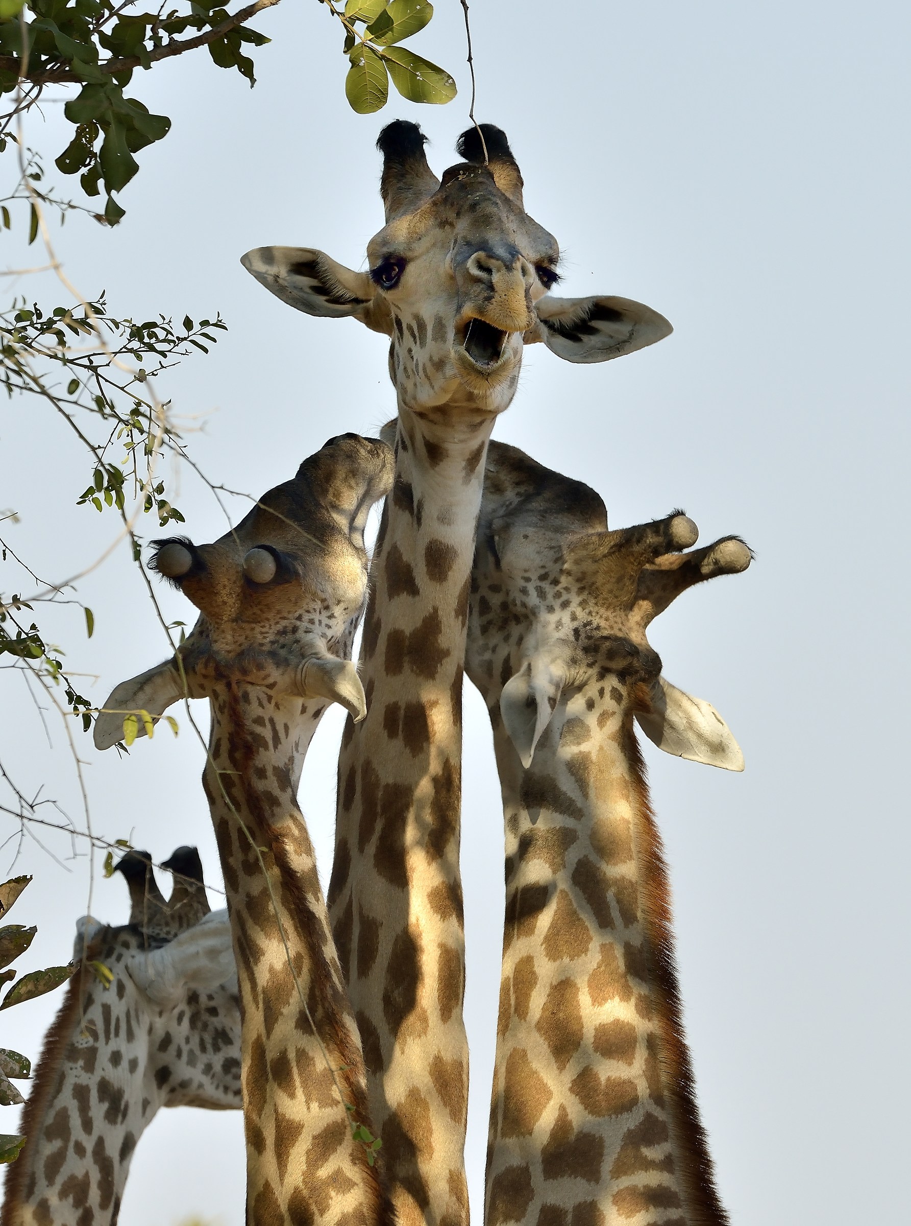 Zambia 2015 - Giraffe