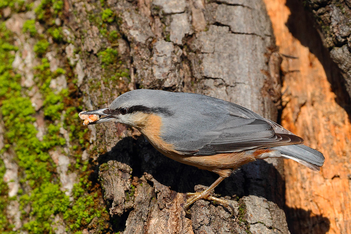 Nuthatch