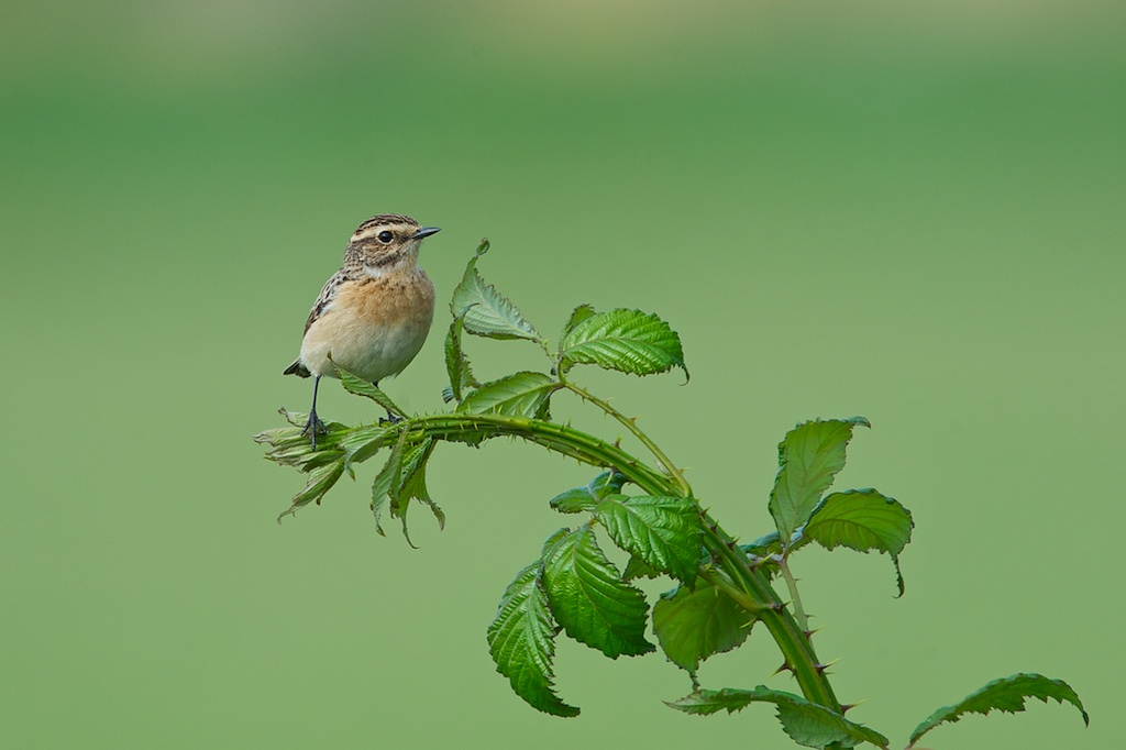 Whinchat