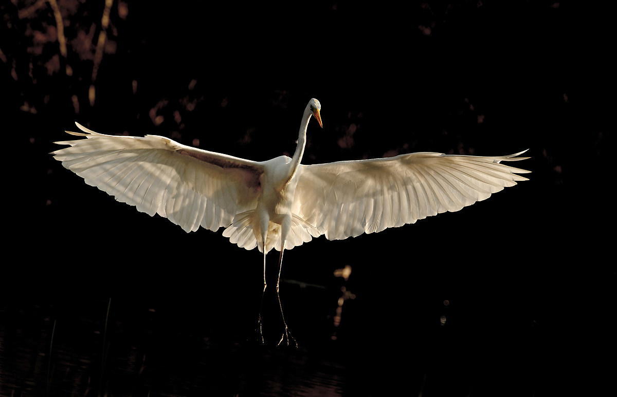Egret