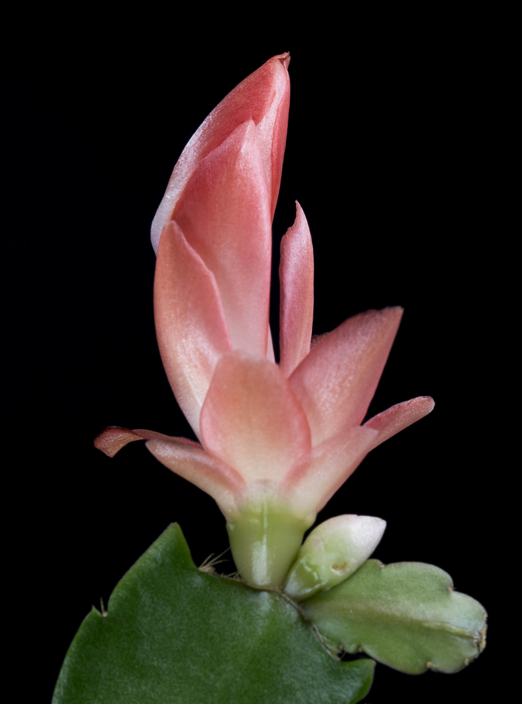Schlumbergera