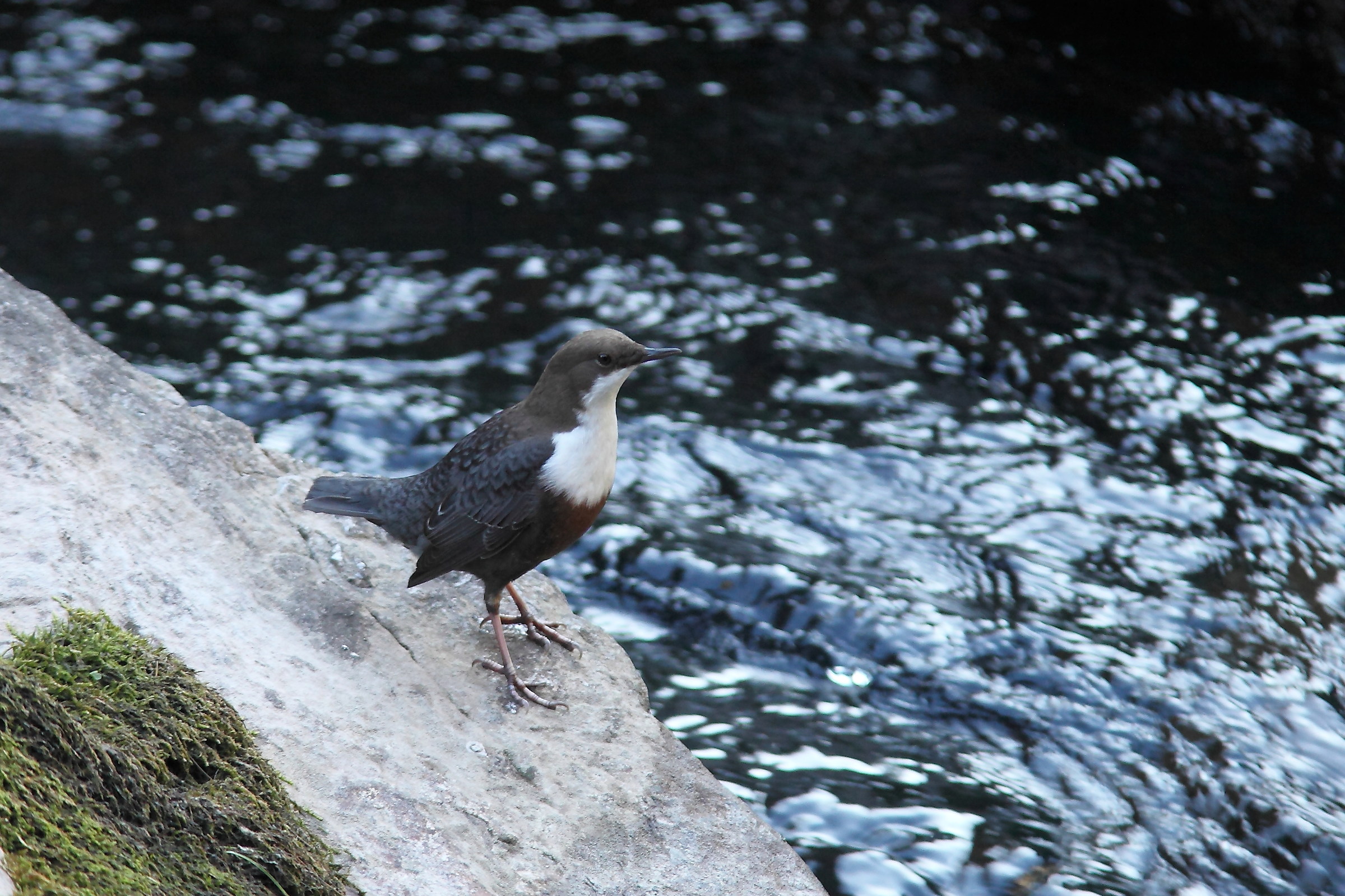 Adulto Merlo Acquaiolo