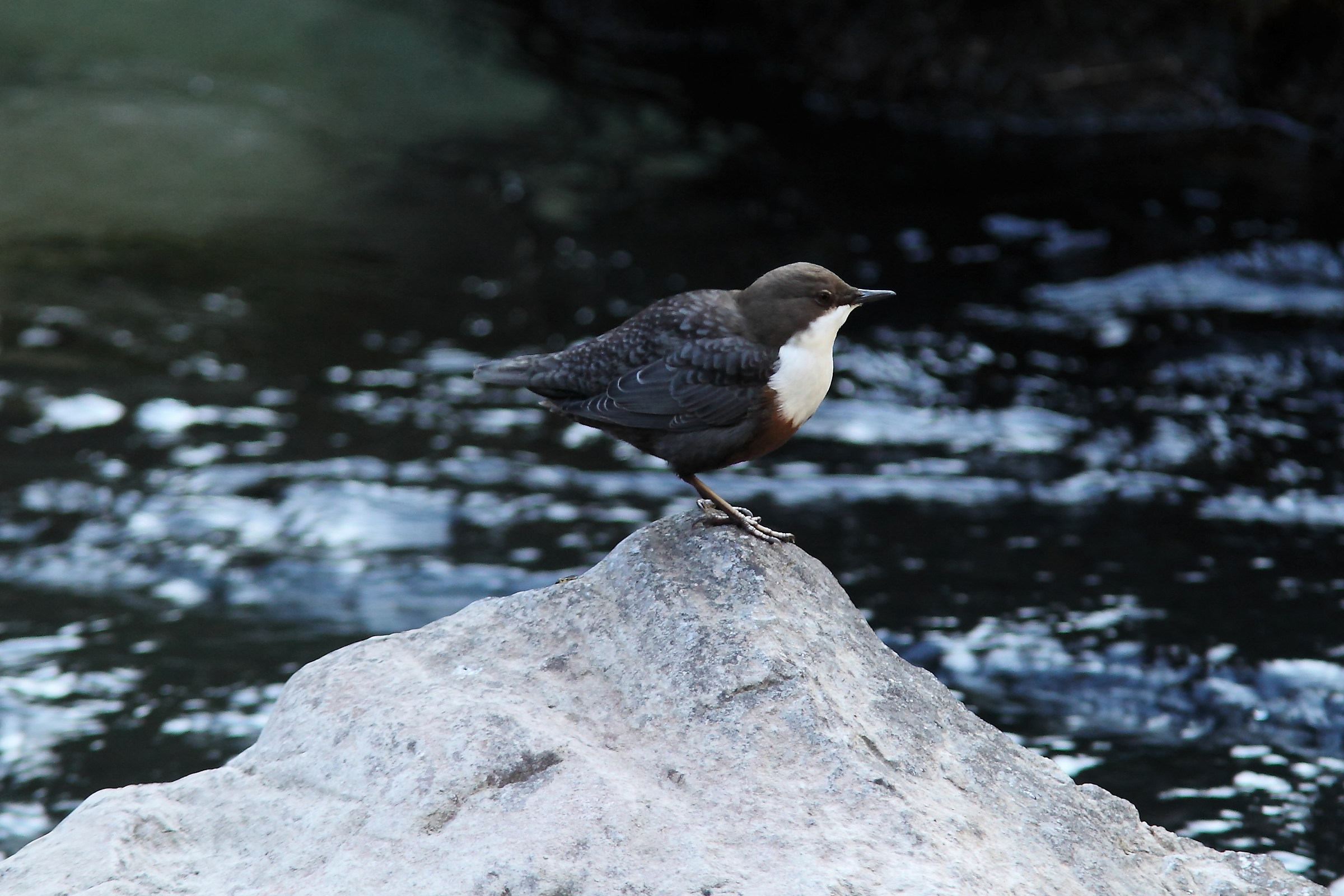 Adulto Merlo Acquaiolo