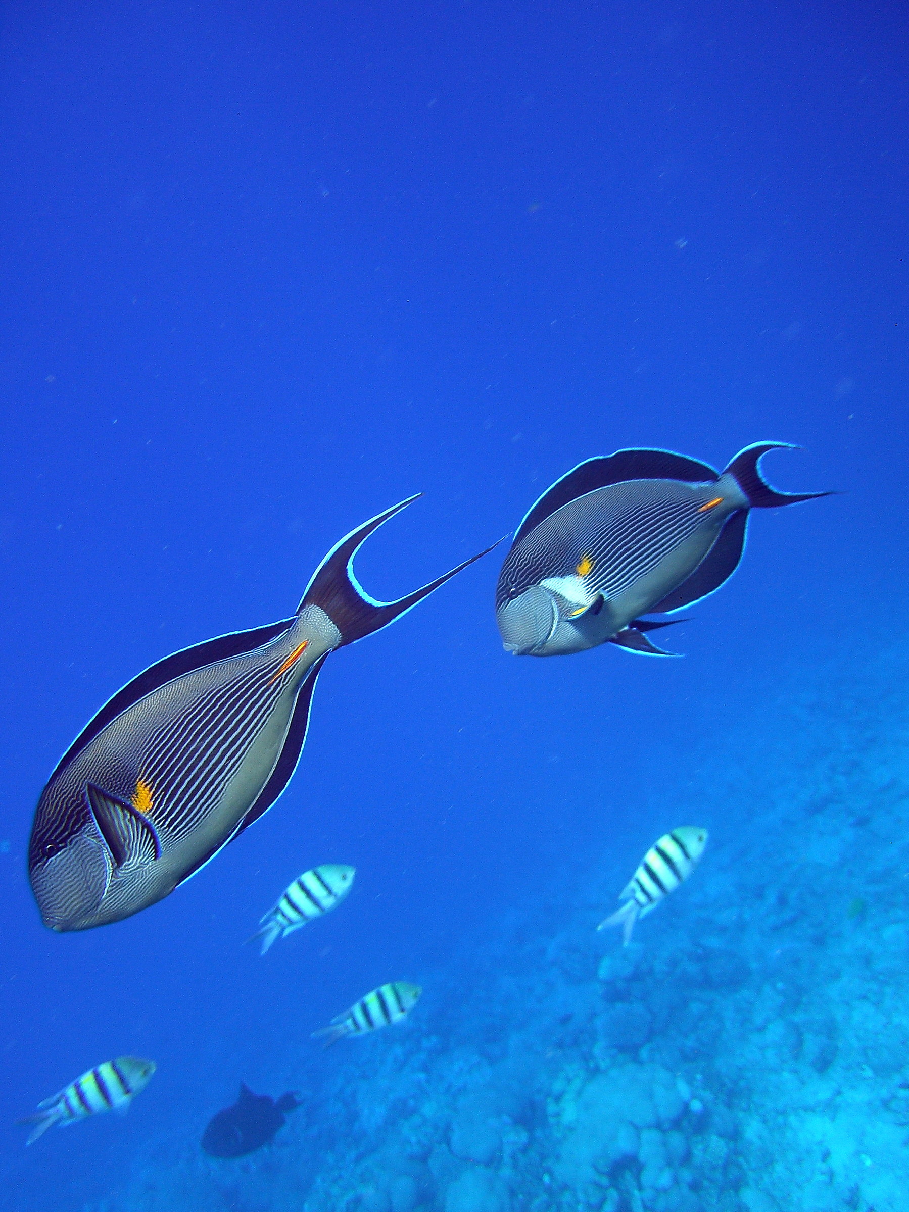 Couple of surgeon fish