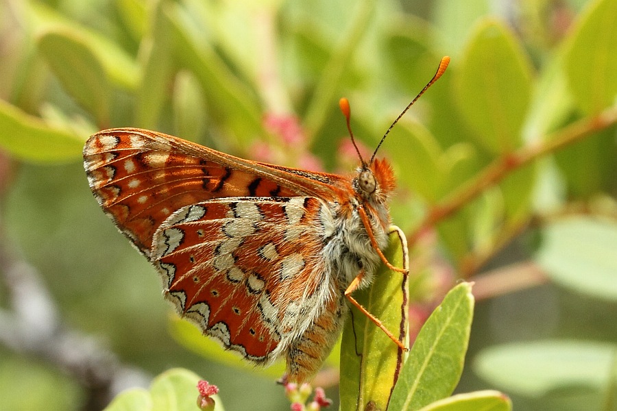 Argynnis adippe - Alta Brown Fritillary
