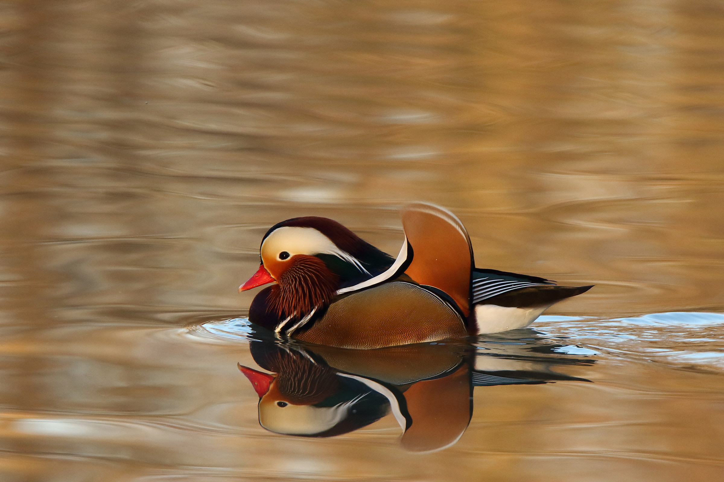 Nella calda luce del tramonto