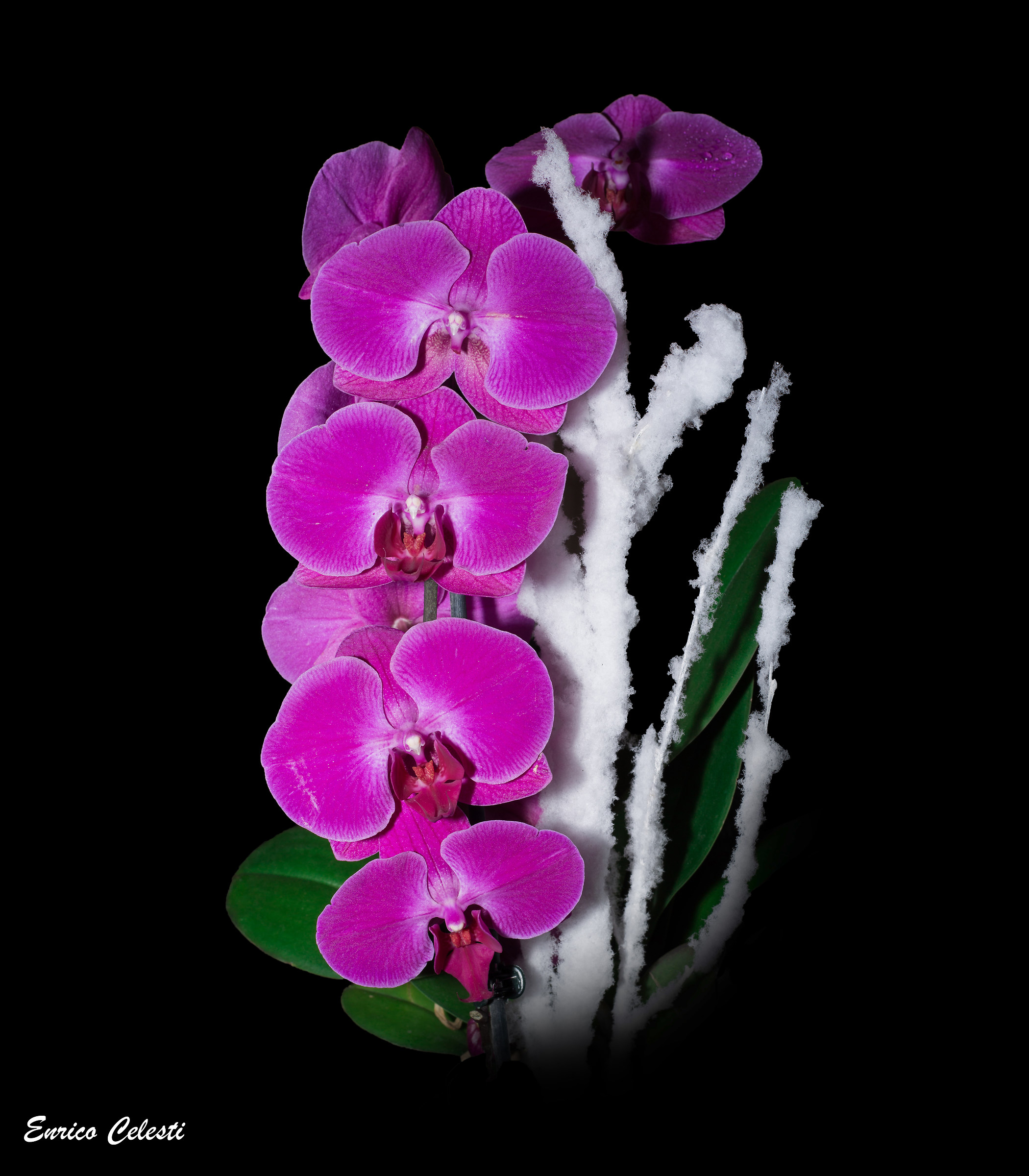 Phalaenopsis Christmas.