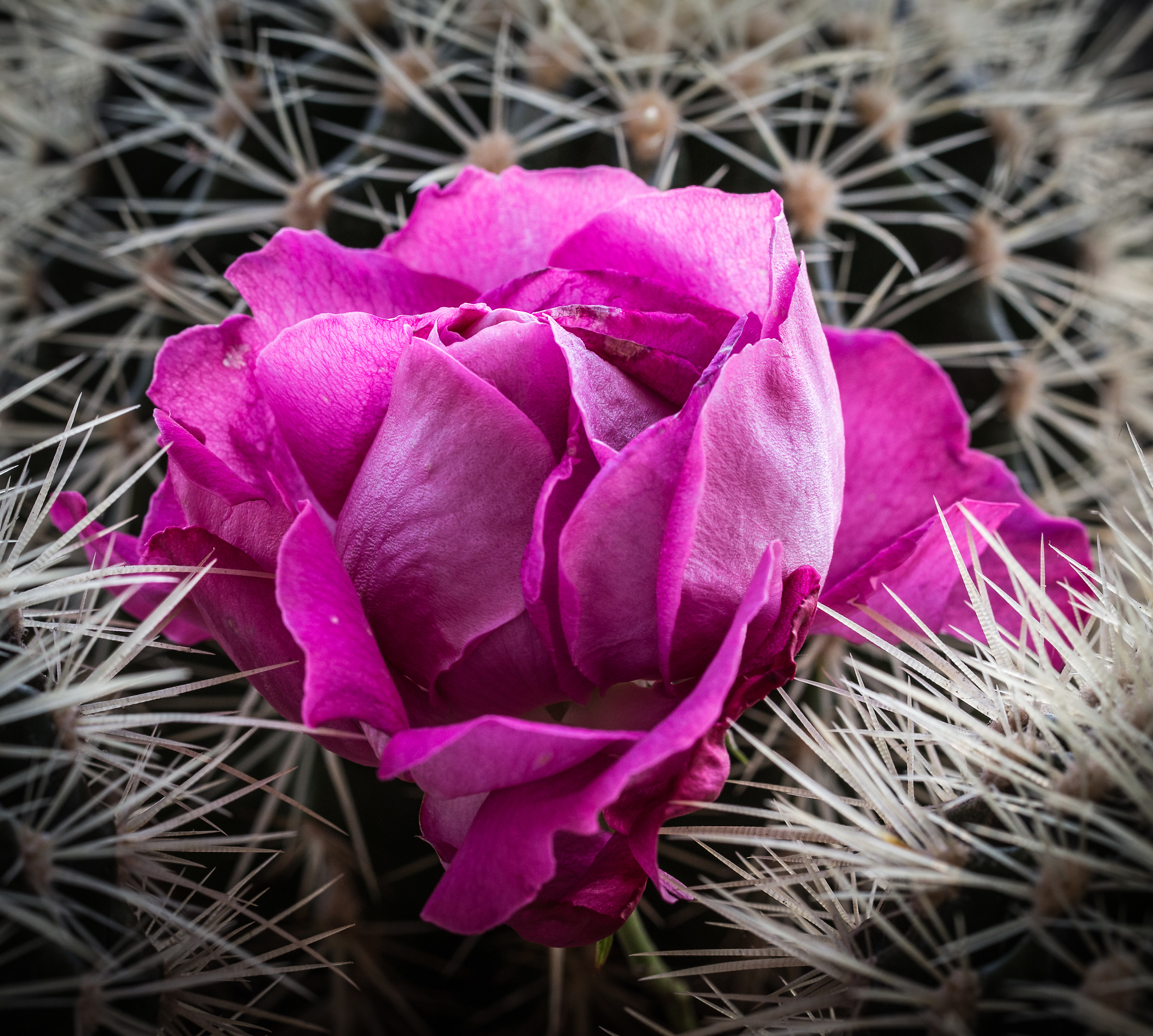 there is no rose without thorns