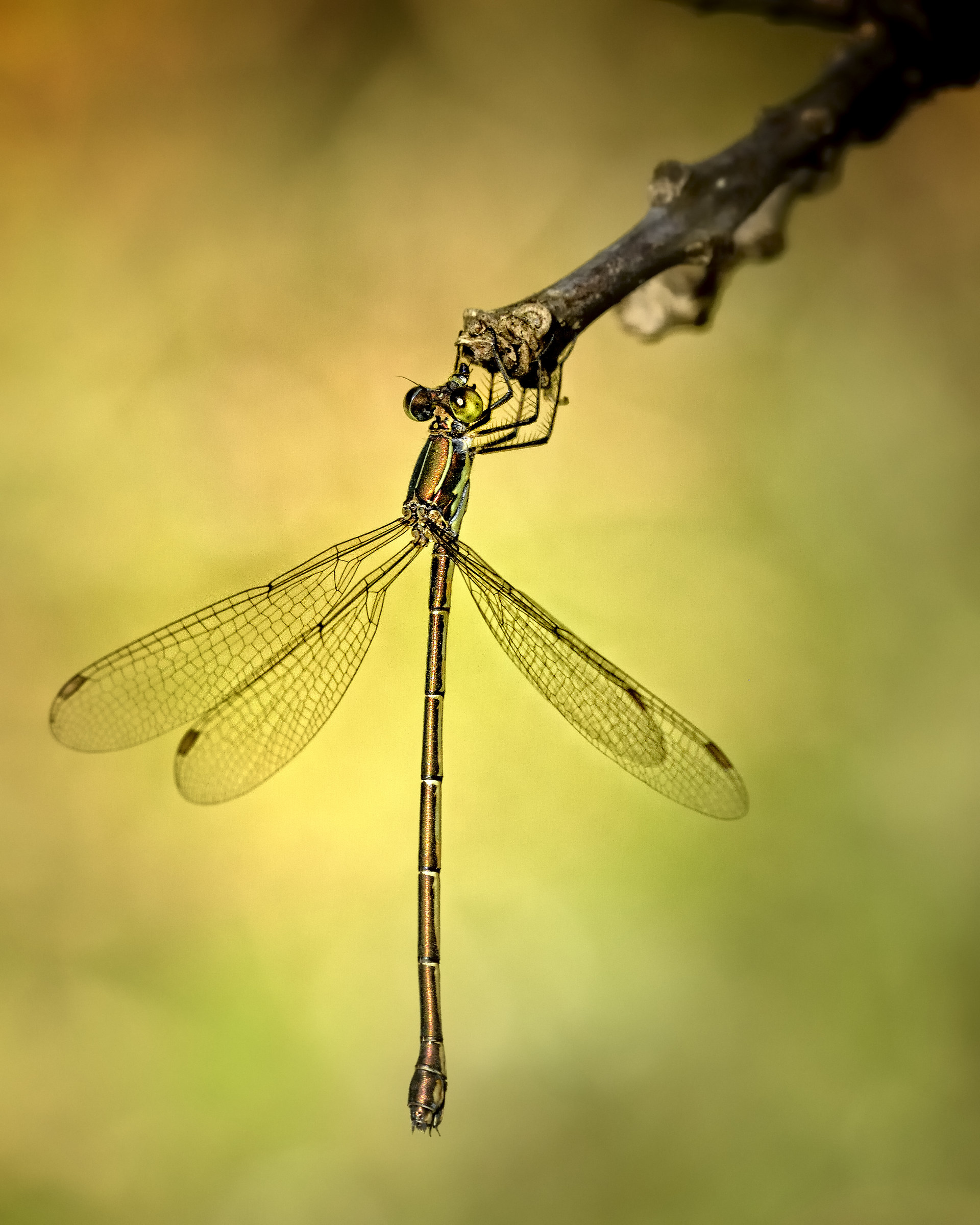 Libellula..dorata ....