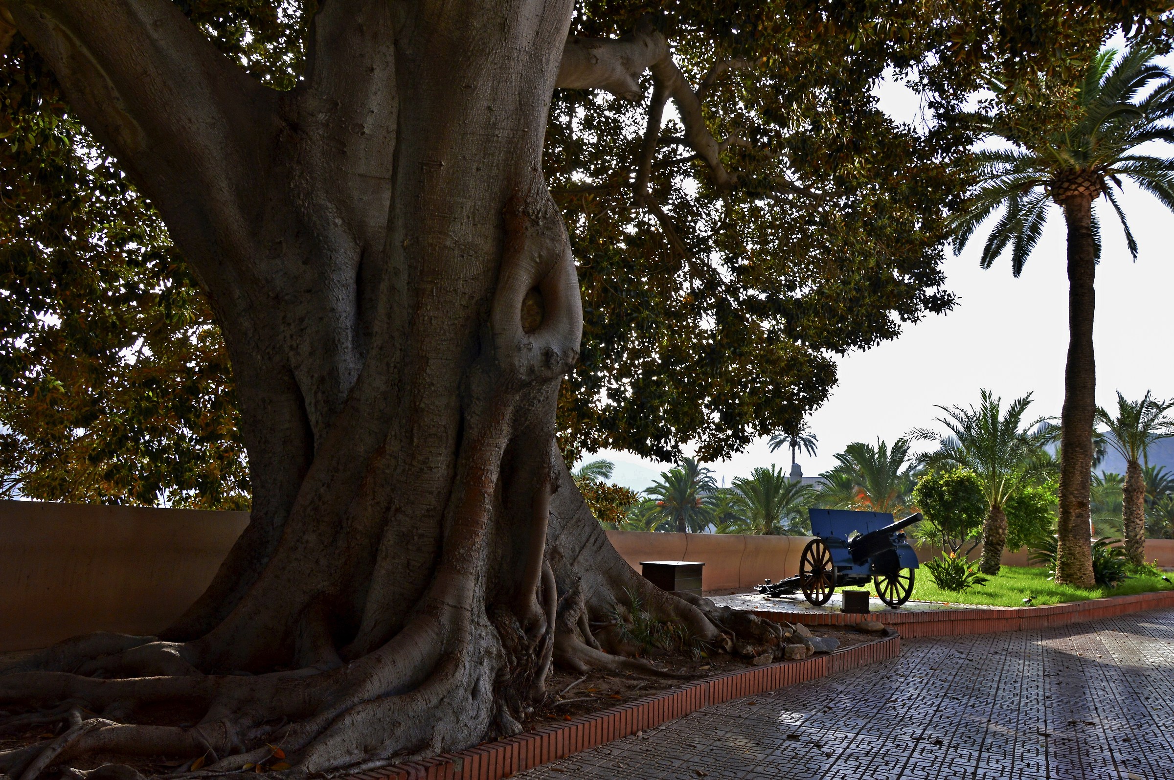Giant Baobab near the Castle
