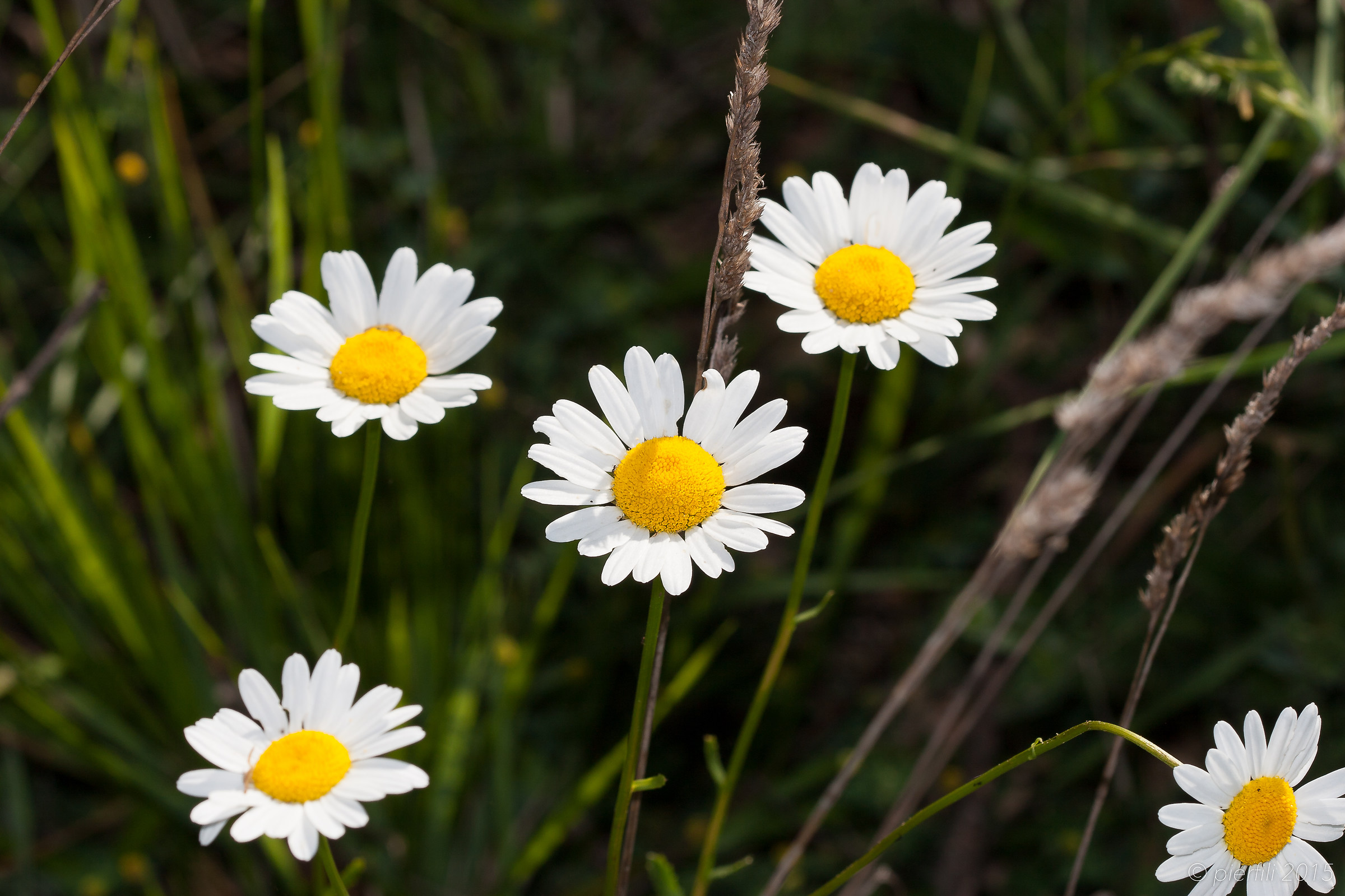 Daisies