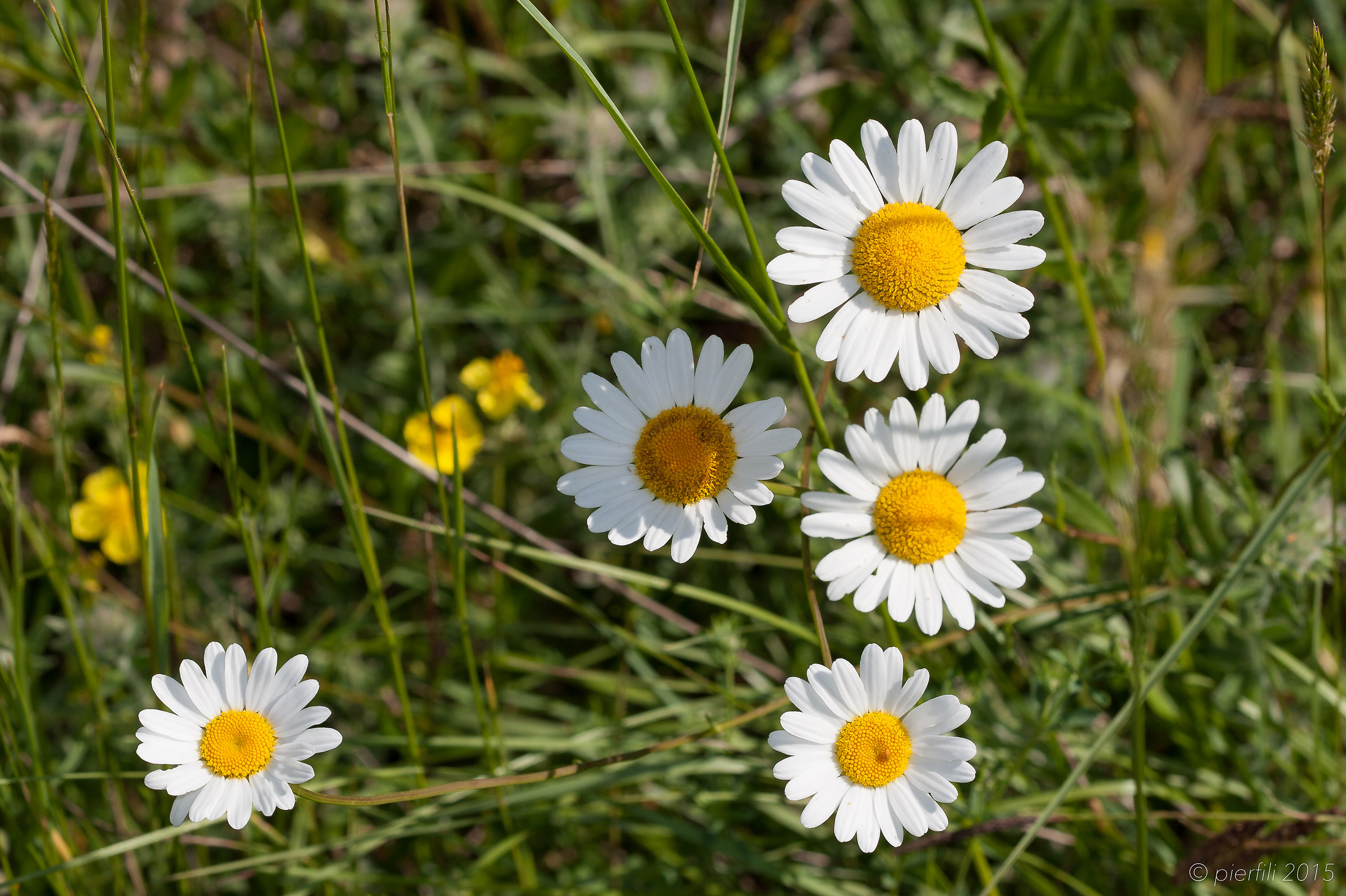 Daisies