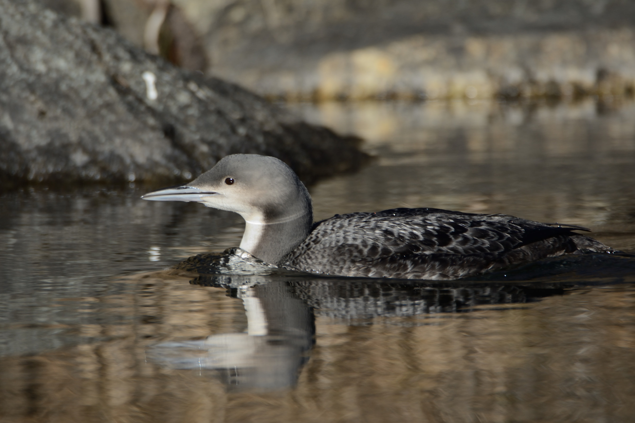 Pacific loon