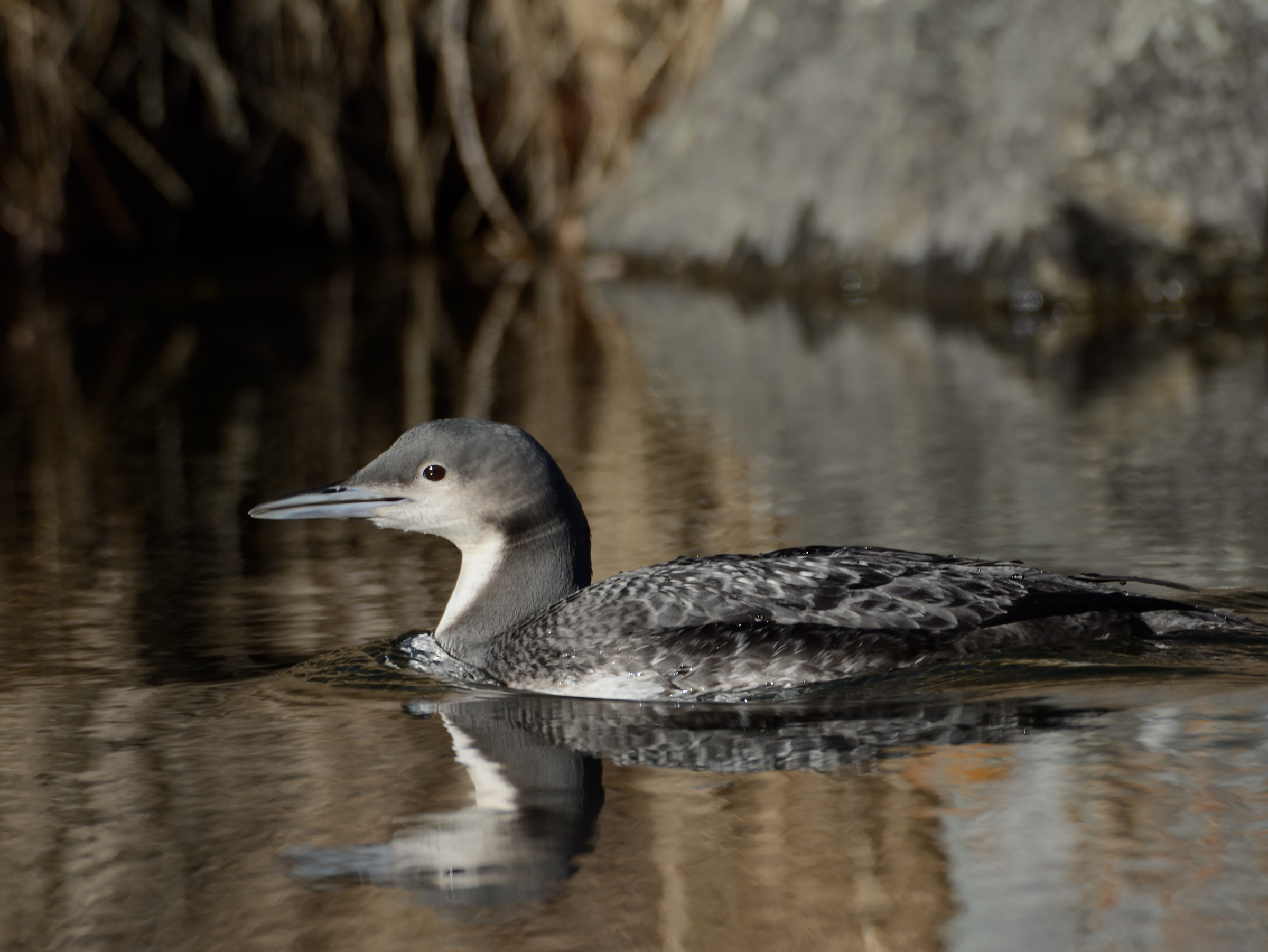 Pacific loon