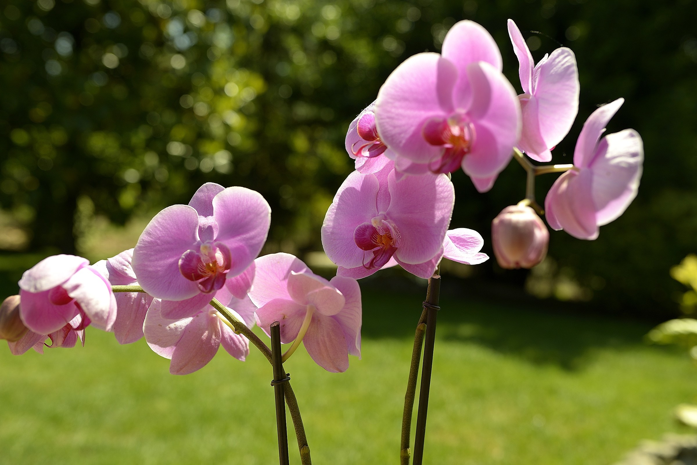 orchidea