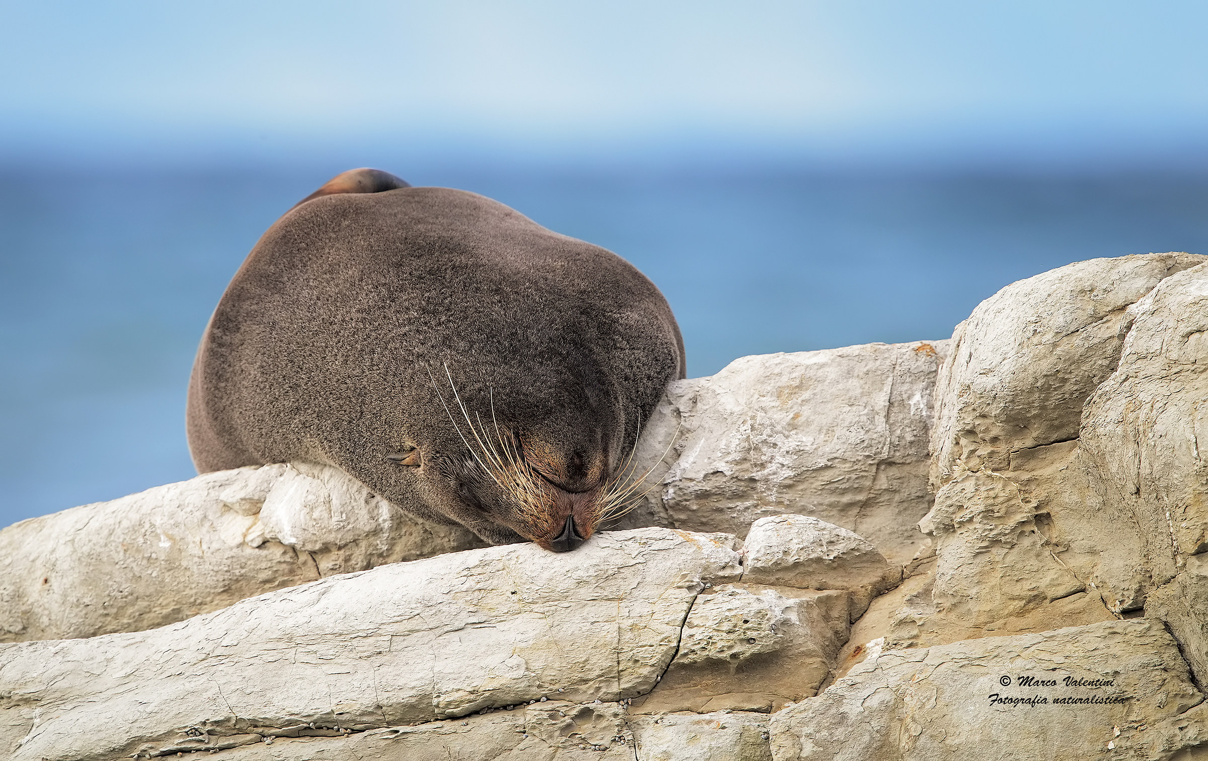 New Zealand fur seal - Backhand