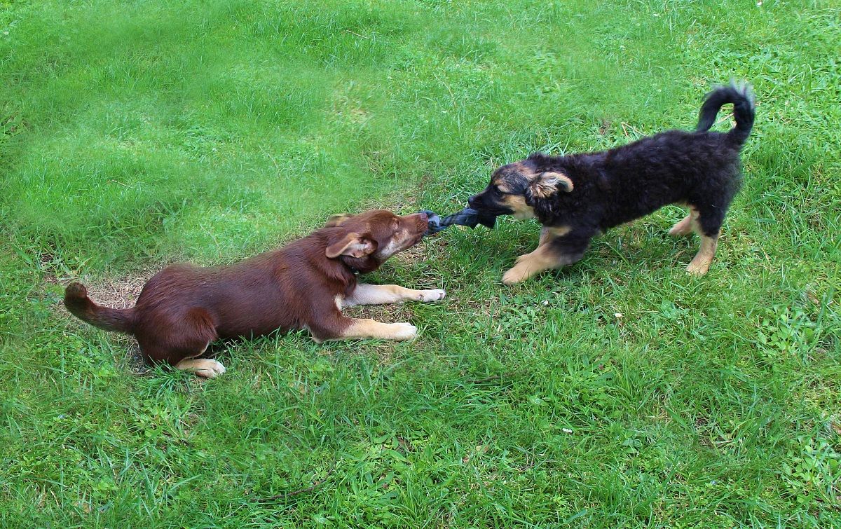 Tiro alla fune (cioè... al  mio calzino!) - Che gioia...