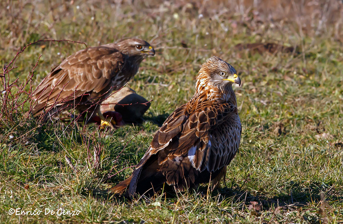 Nibbio reale e poiana
