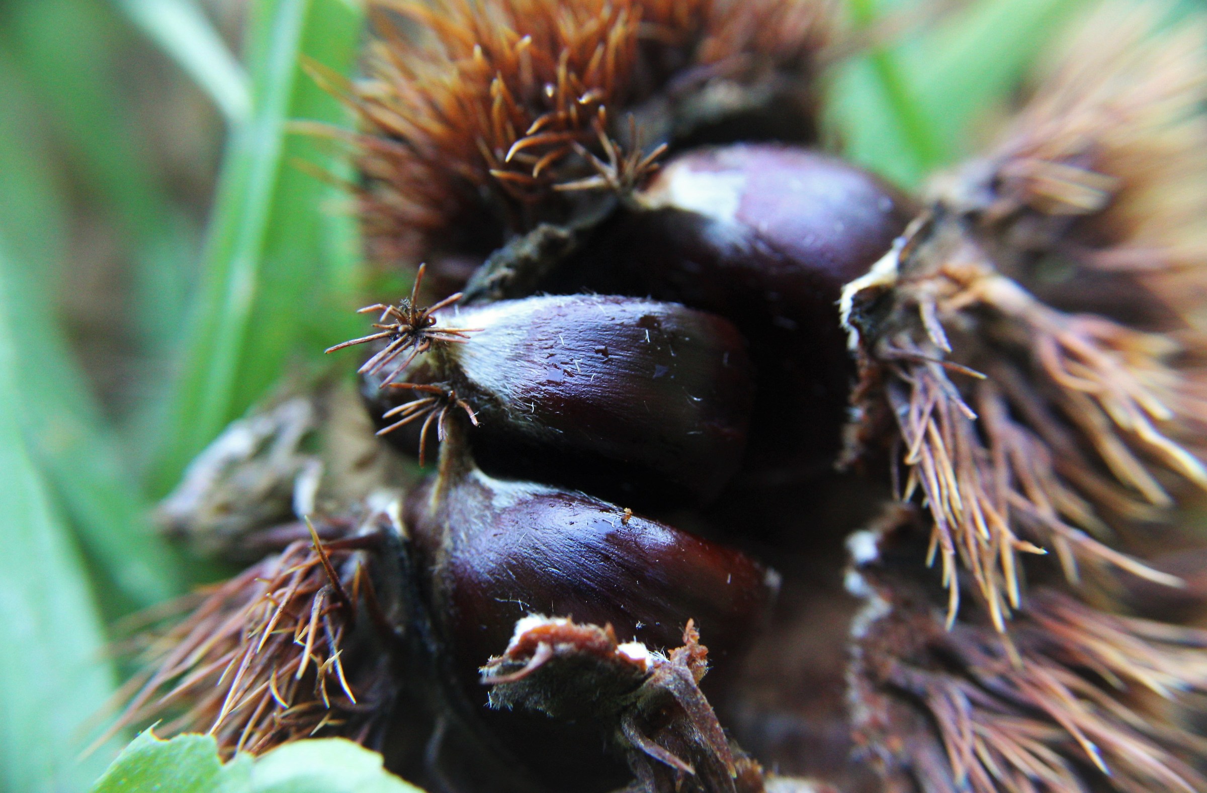 hedgehog with chestnuts