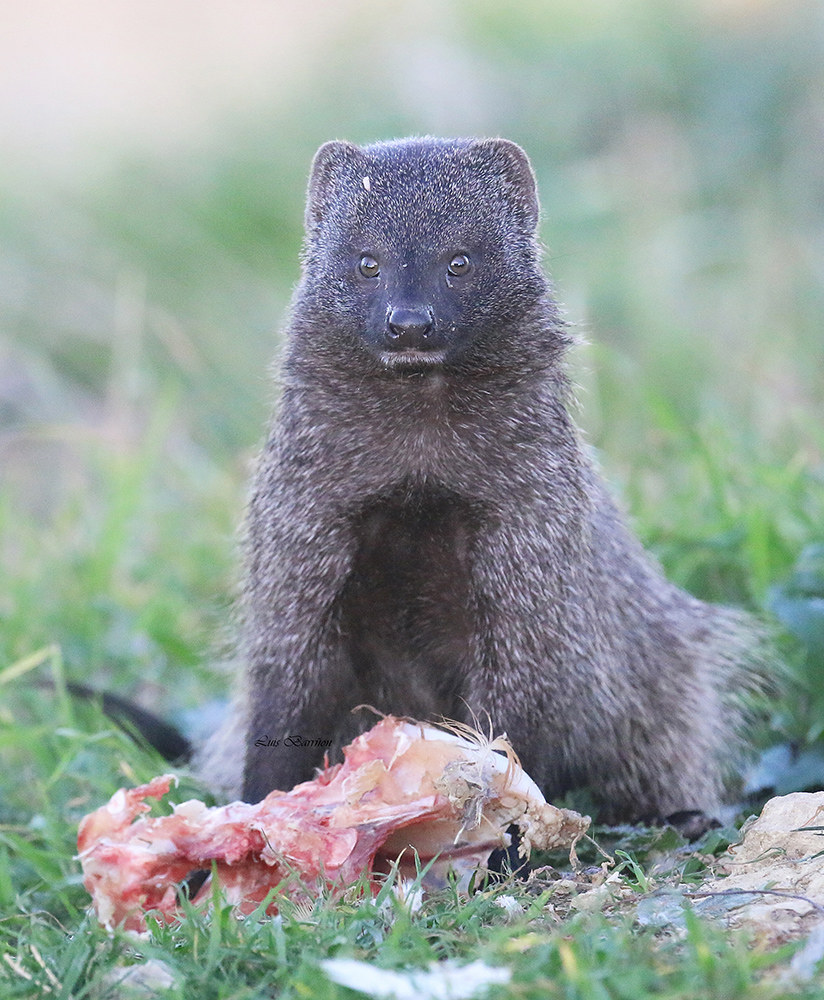 Meloncillo (Mangusta spagnola. Herpestes ichneumon)