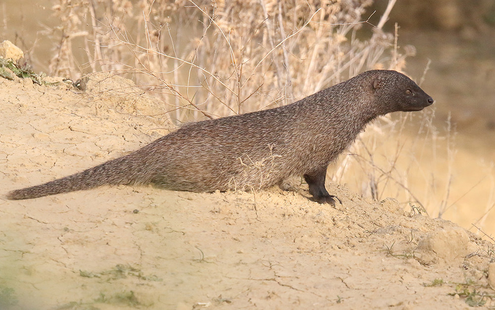 Meloncillo (Mangusta spagnola. Herpestes ichneumon)