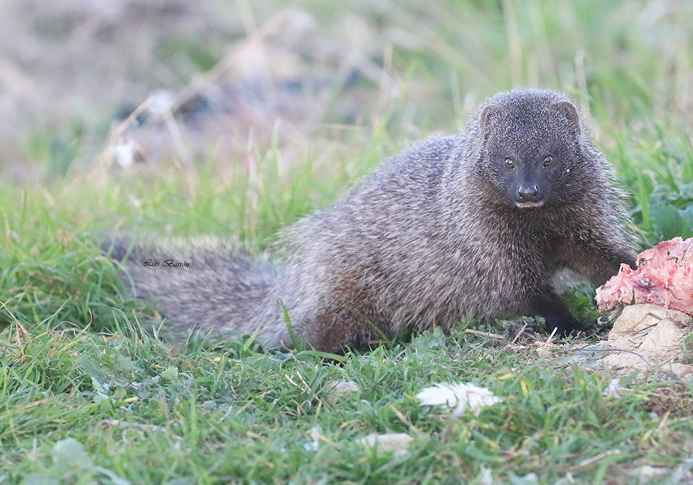 Meloncillo (Mangusta spagnola. Herpestes ichneumon)