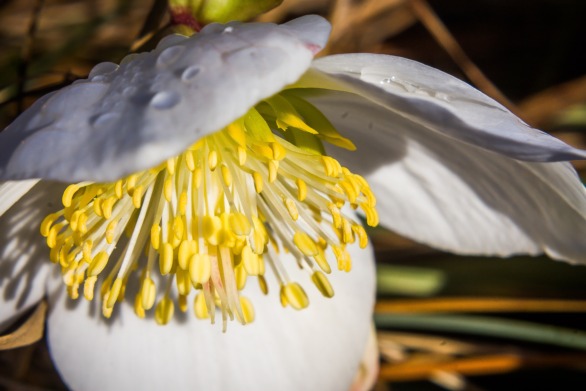 Prova 70-300 IS - Lente Addizionale +4 - Molt. 1.4x