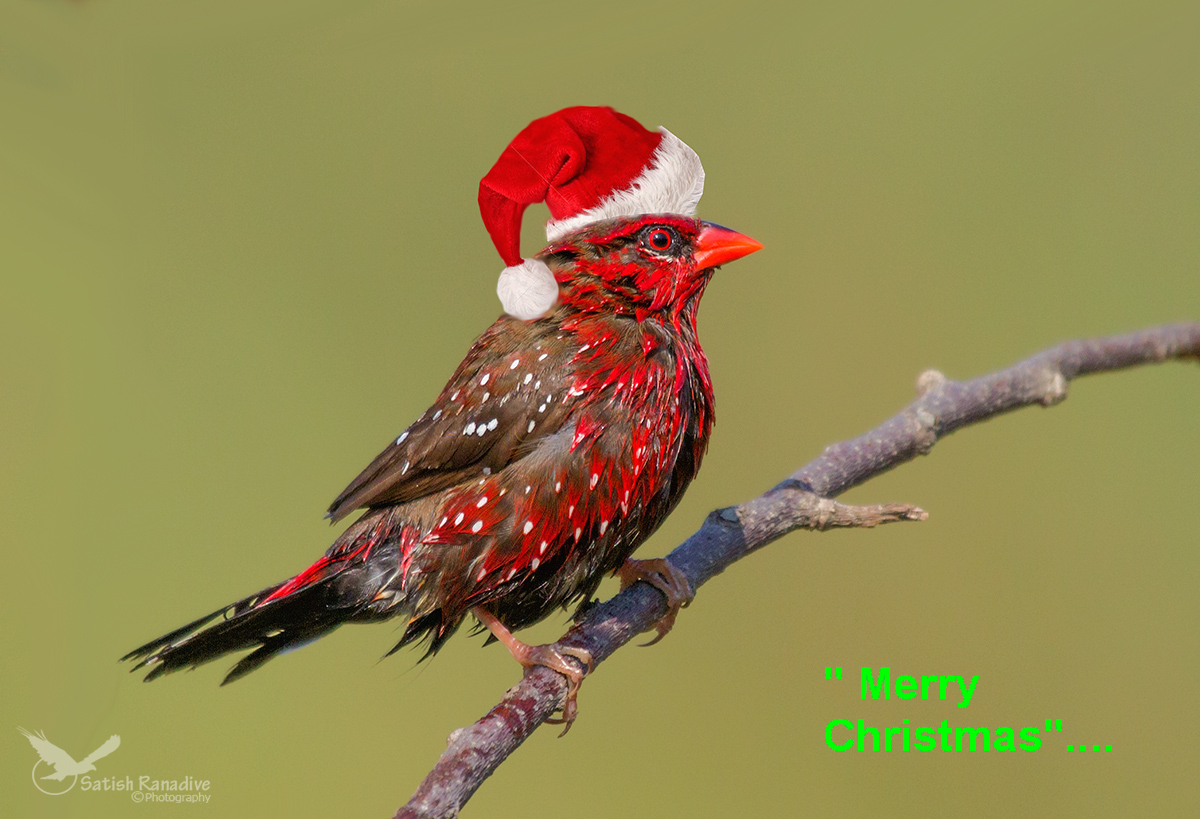 Merry Christmas to all and your family....