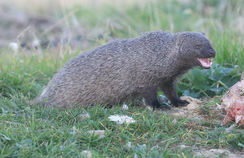 Meloncillo (Mangusta spagnola. Herpestes ichneumon)