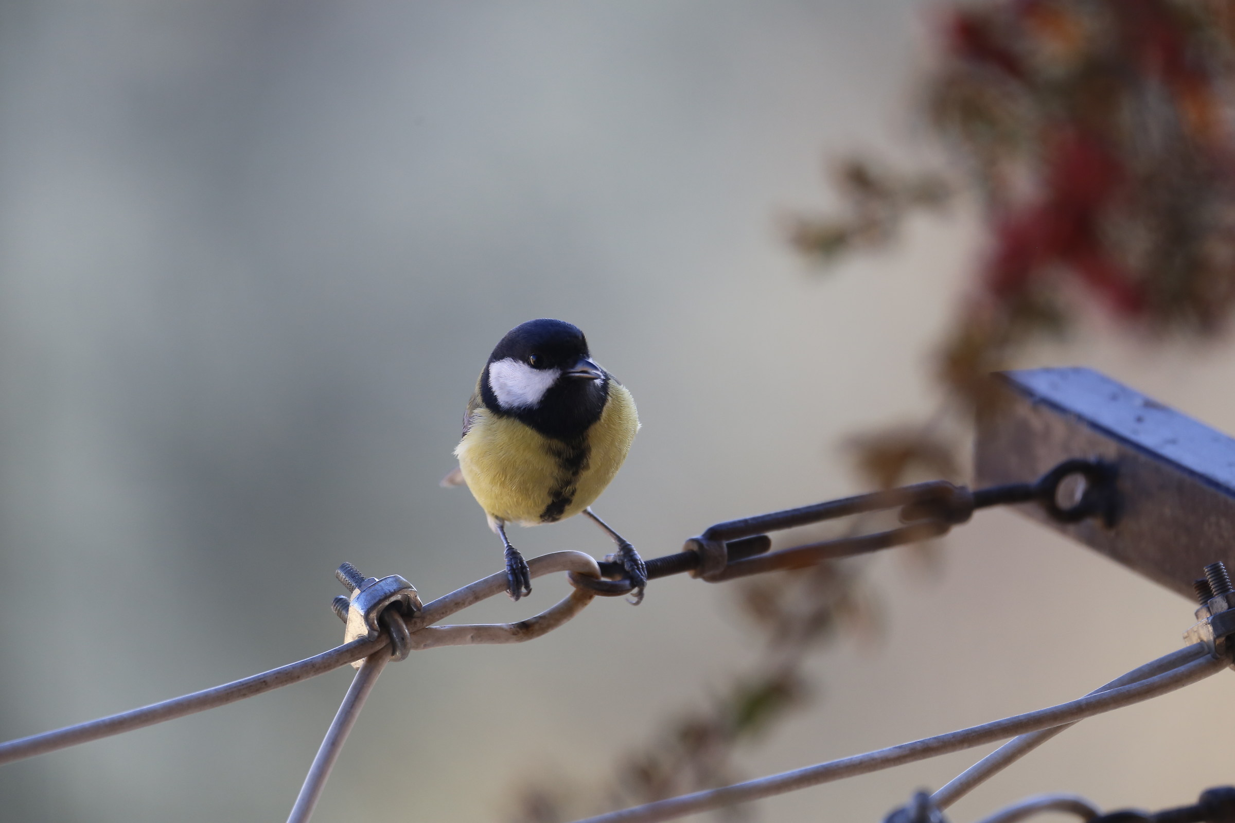 Tit (Sigma 150-600 C)