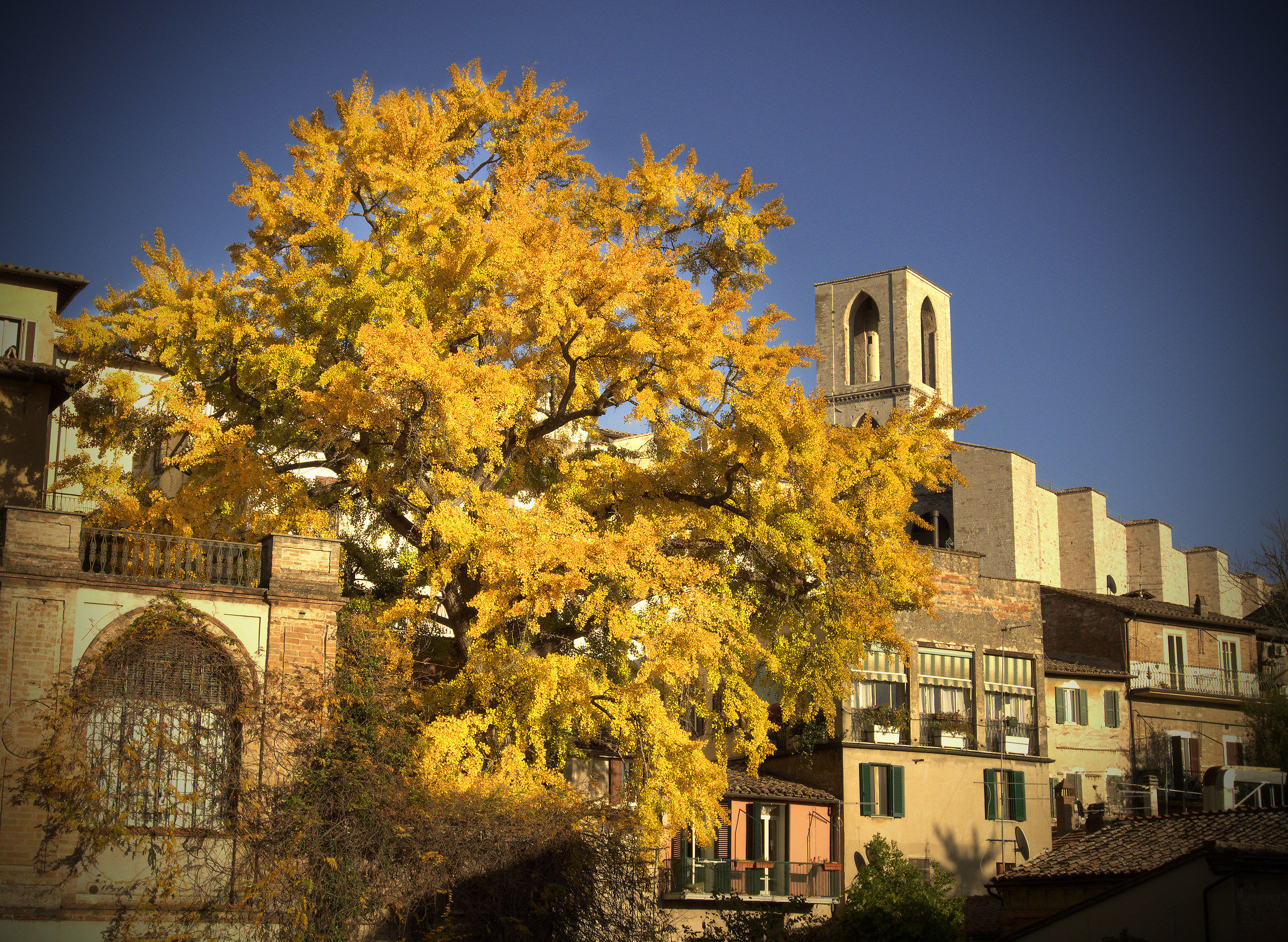 Perugia Ginkgo biloba