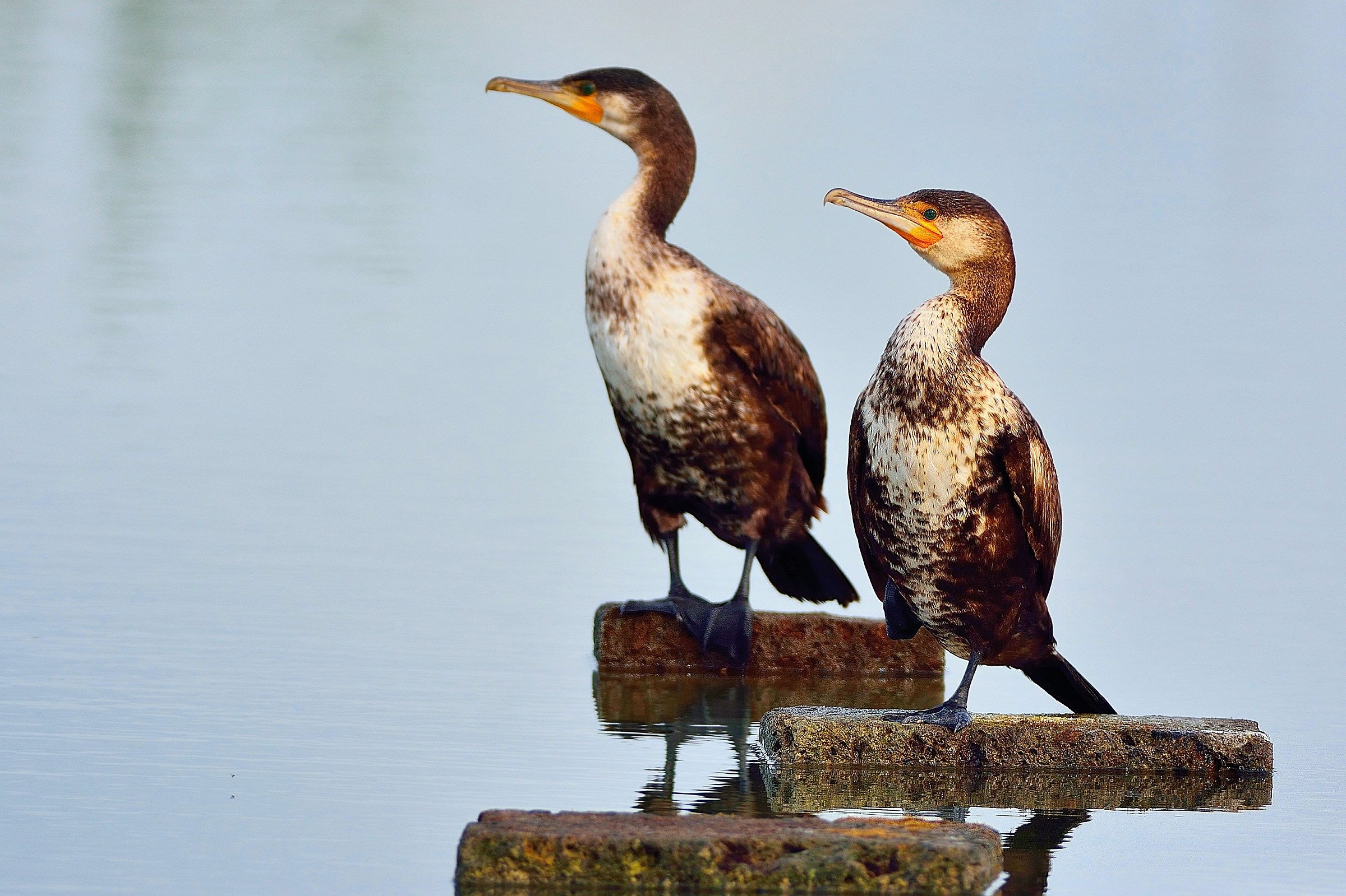 Cormorants