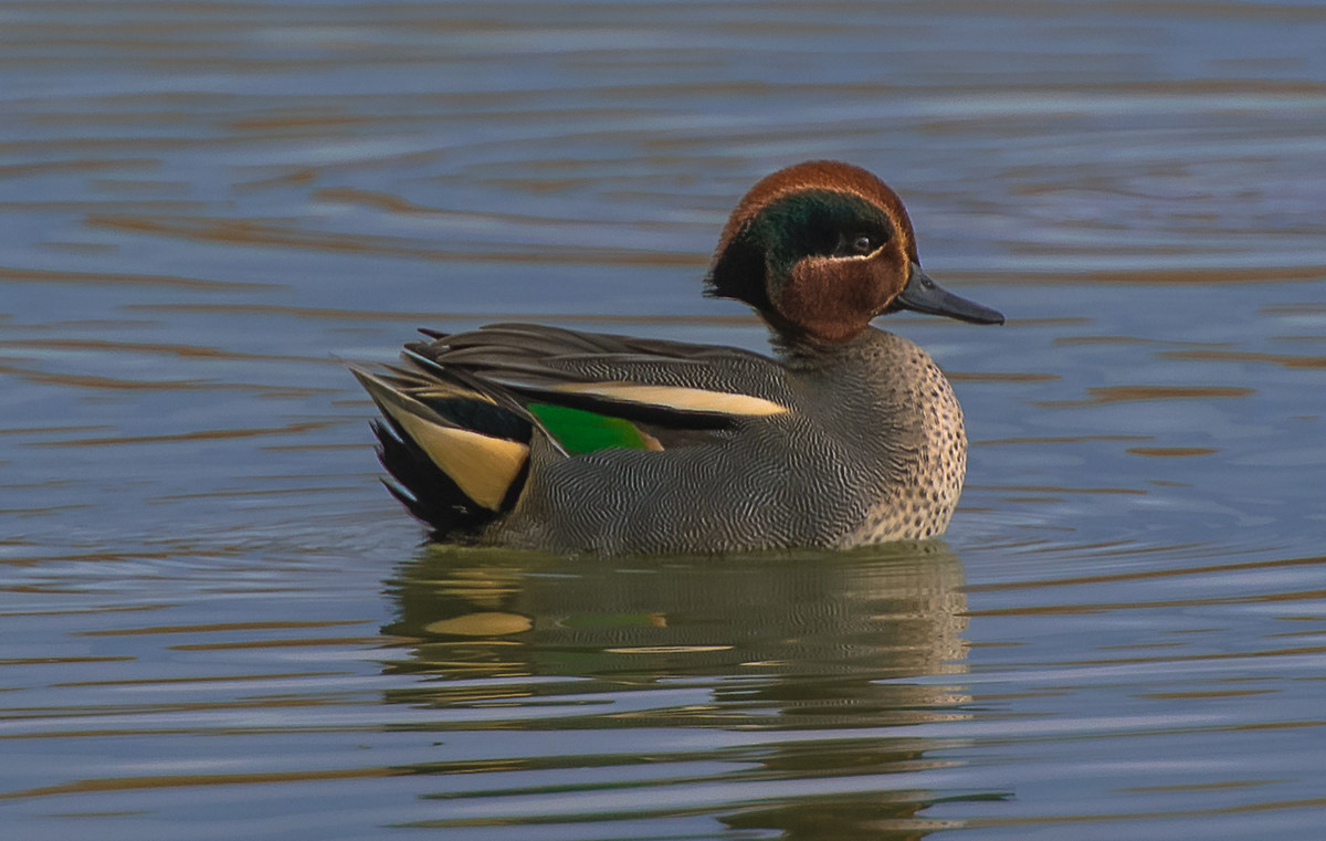 Teal (Anas crecca)